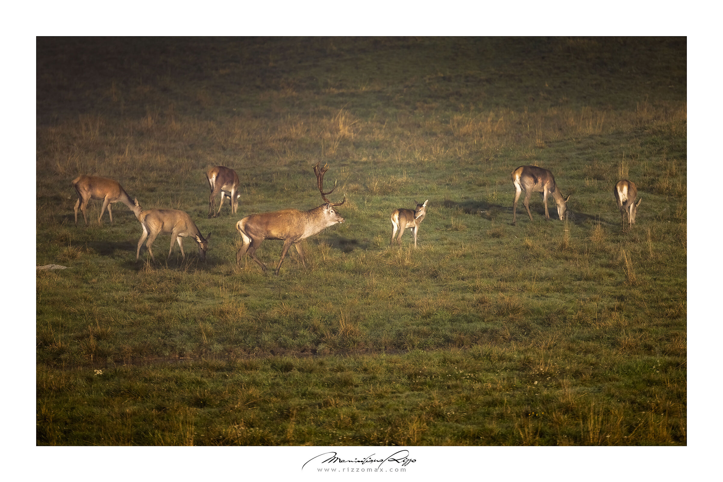The Deer and His Harem 1