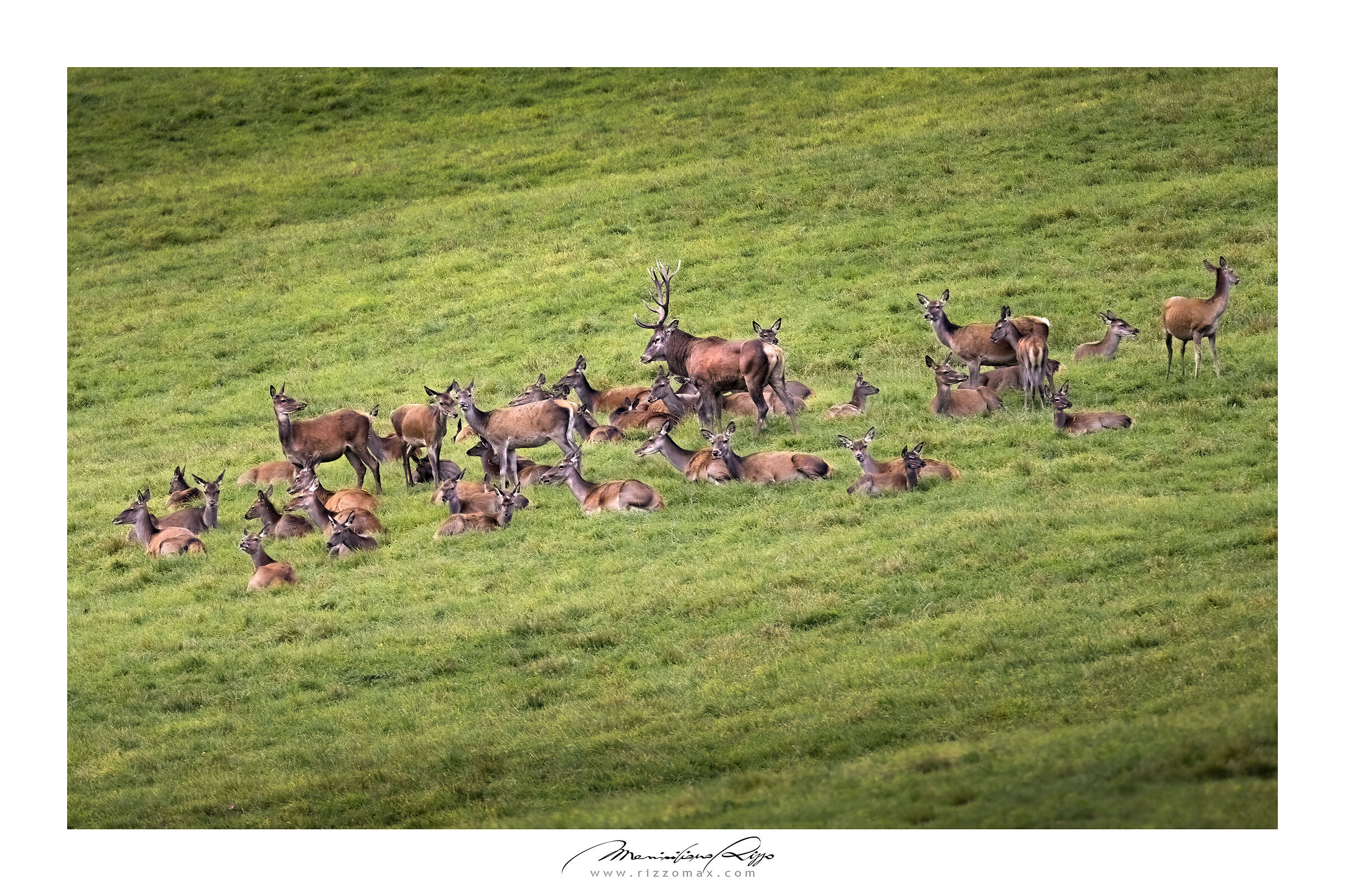 il cervo e il suo harem 2