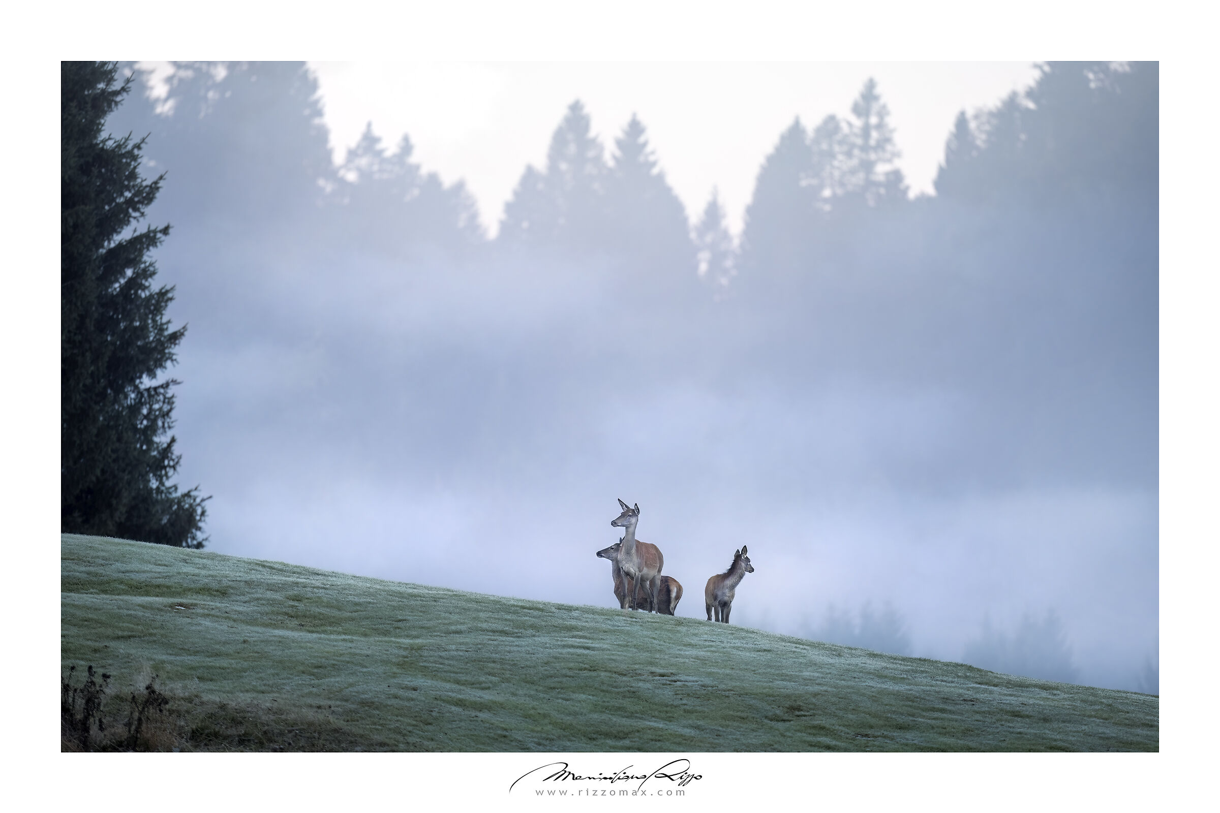 Hind in the fog