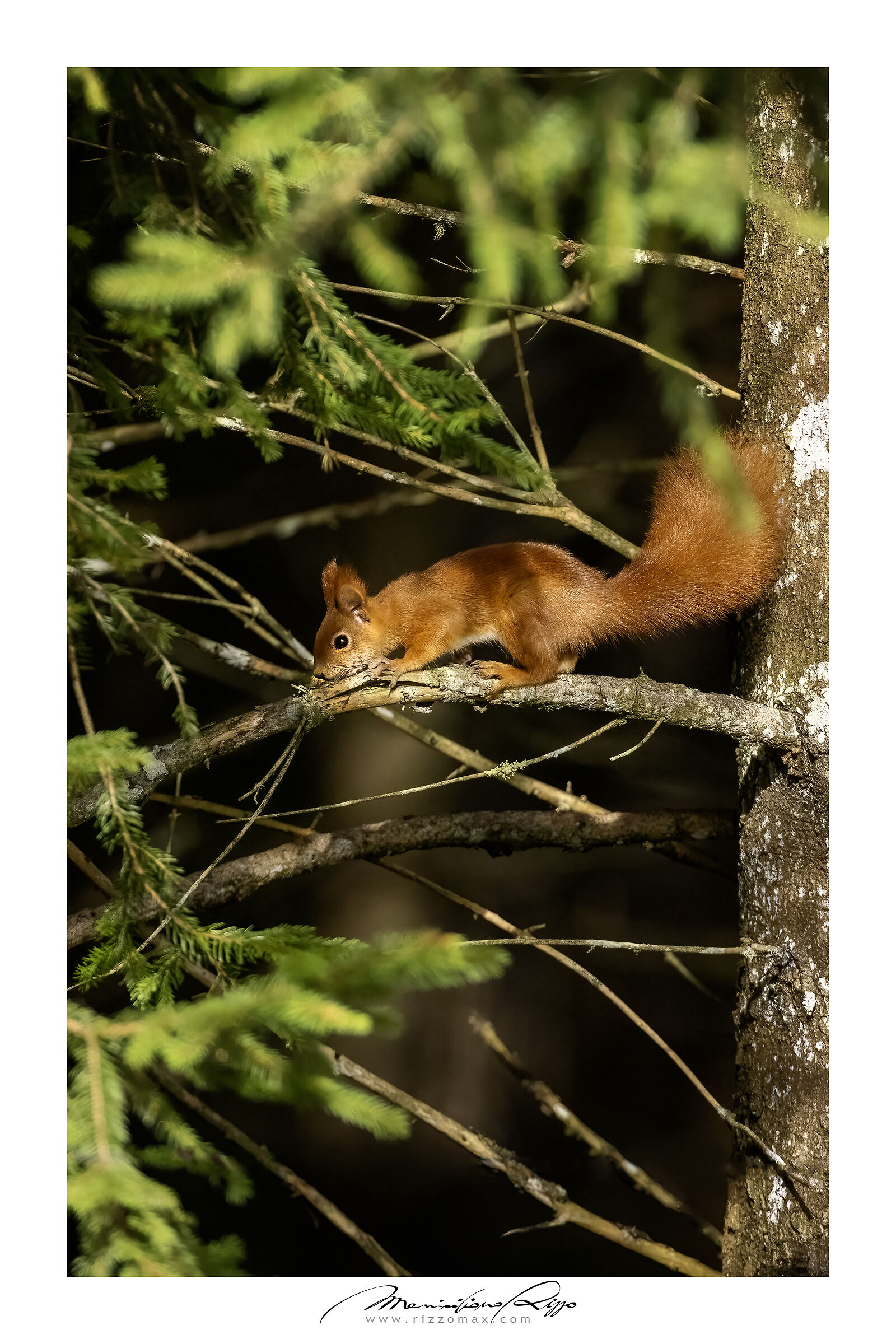 Red Squirrel