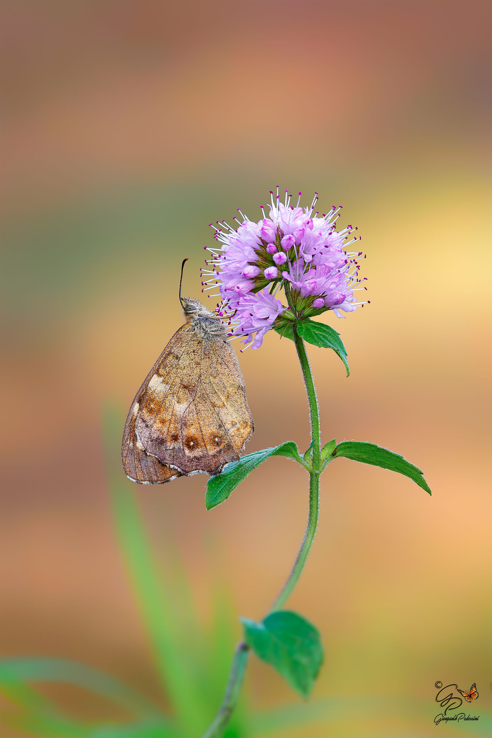 Colori di fine stagione
