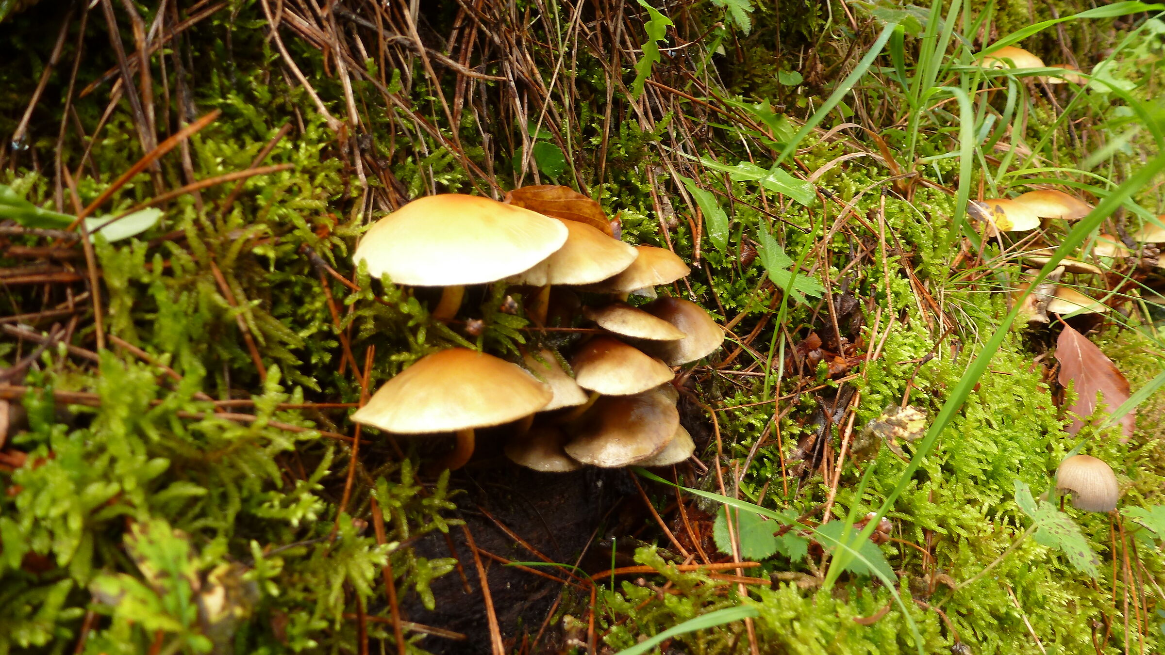 Moss and mushrooms