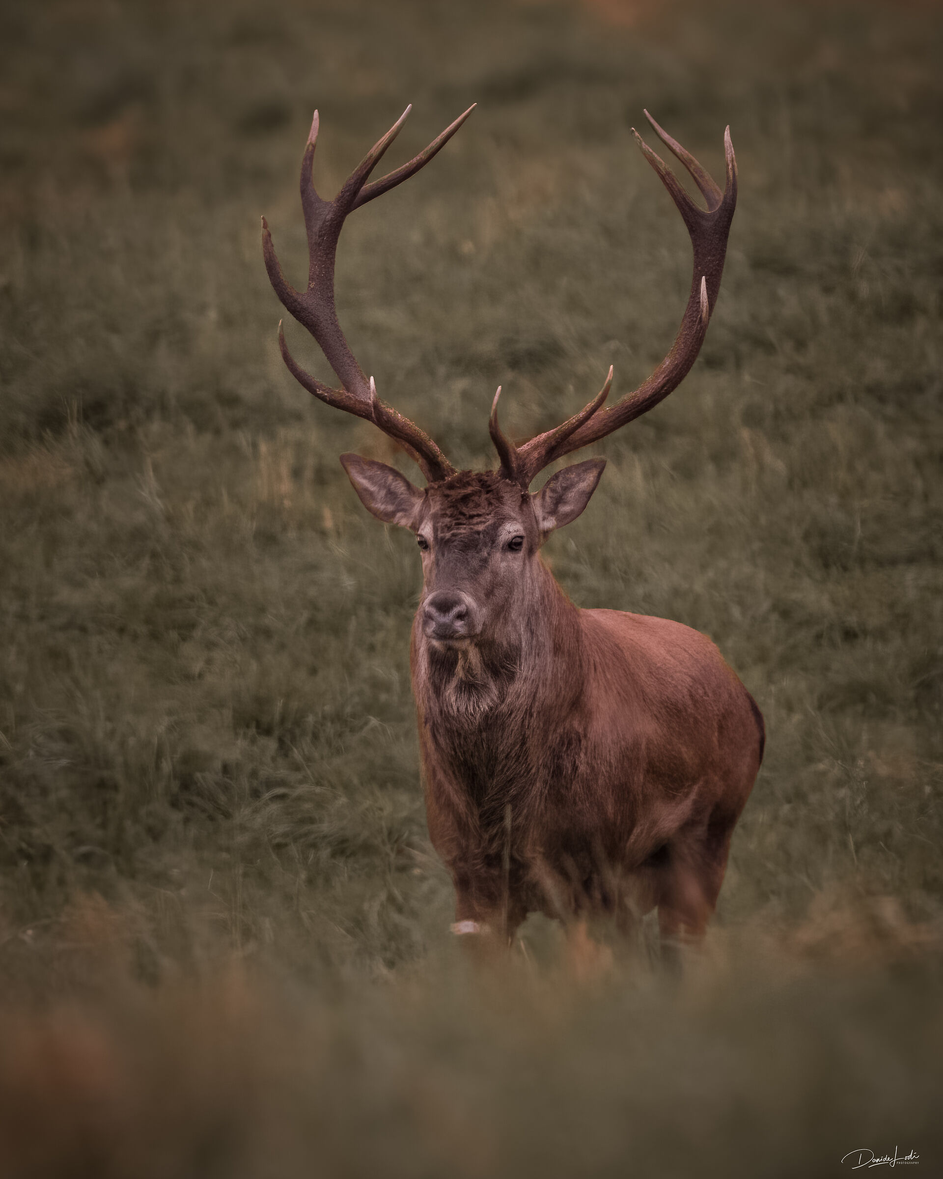 Noble deer