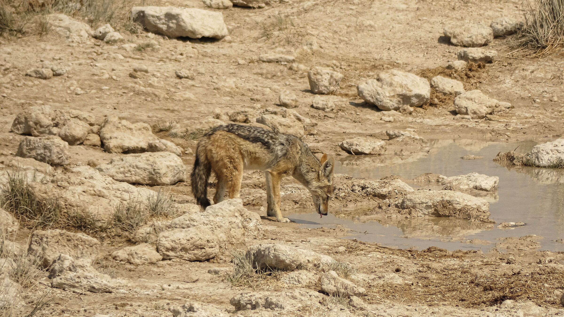 Thirsty Coyote