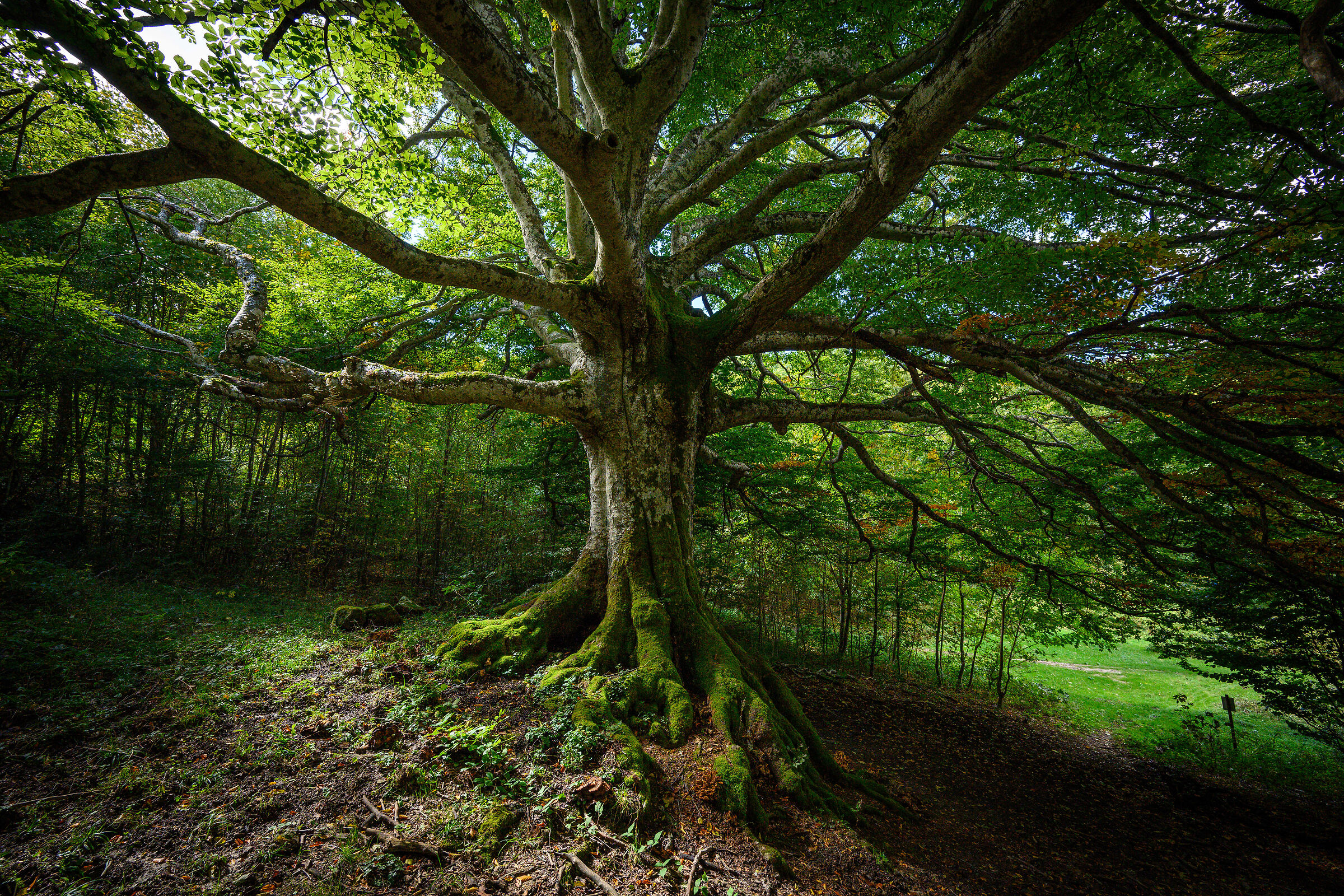 Faggio quattrocentenario
