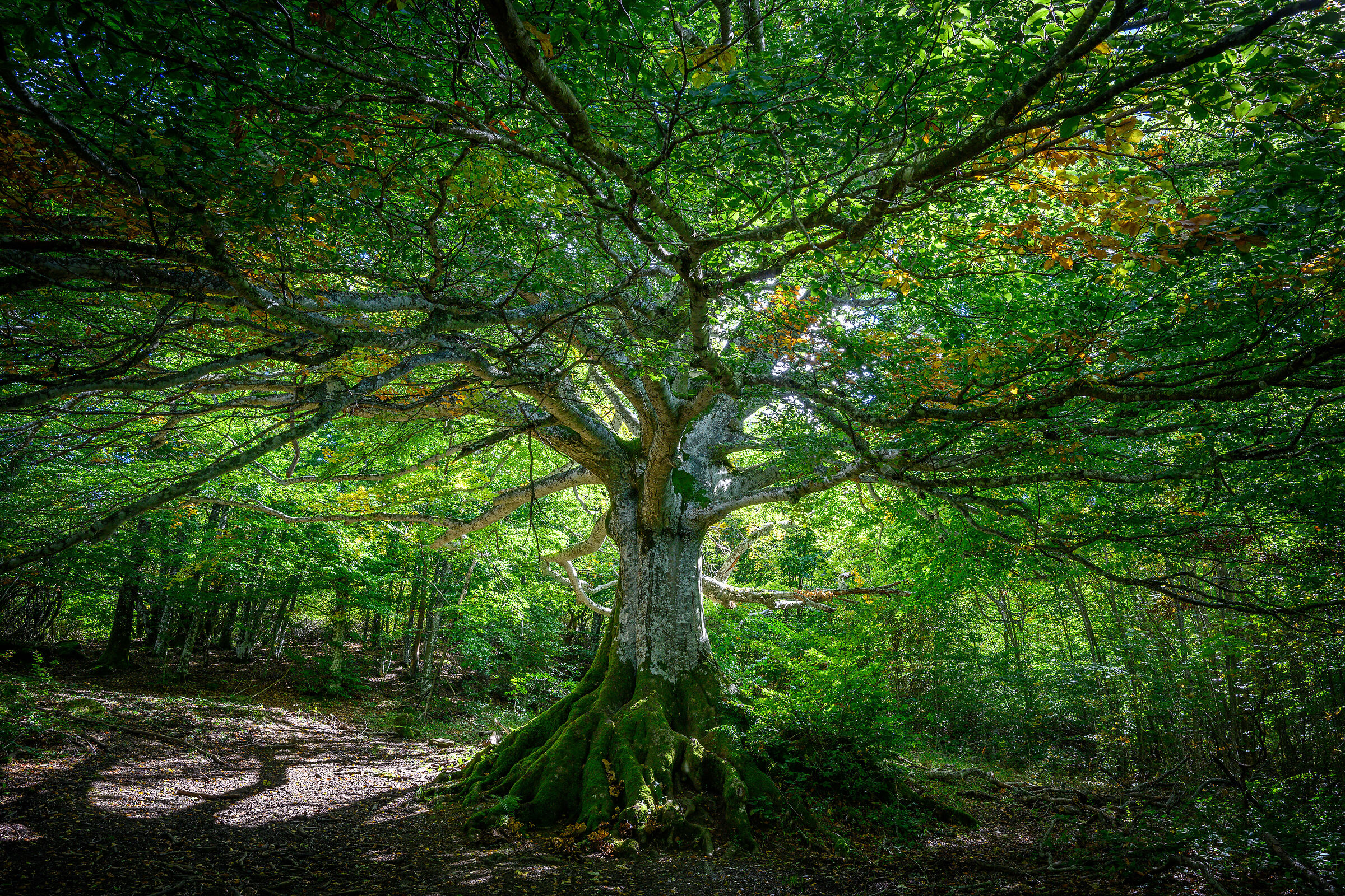 Faggio quattrocentenario
