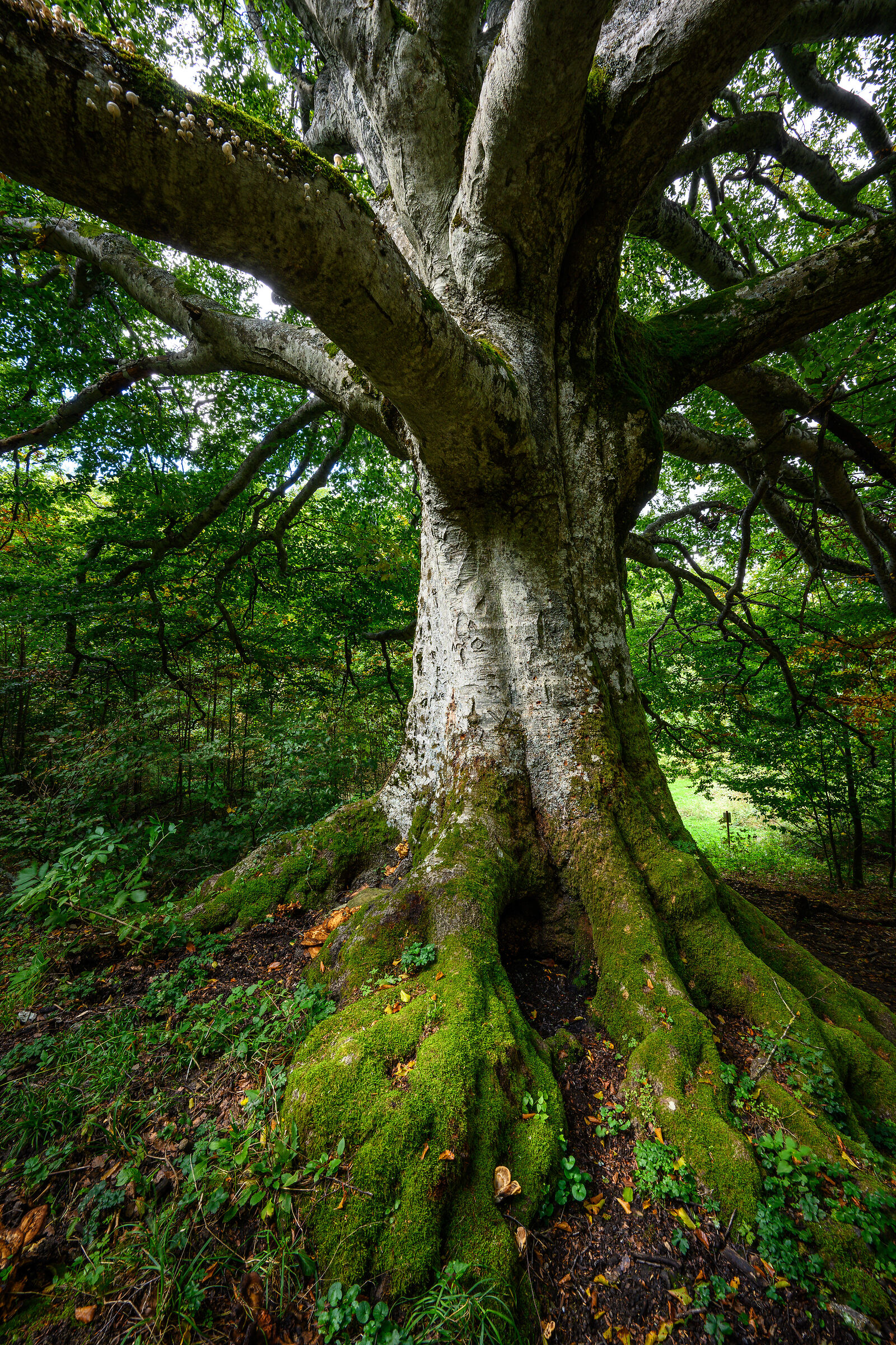 Faggio quattrocentenario