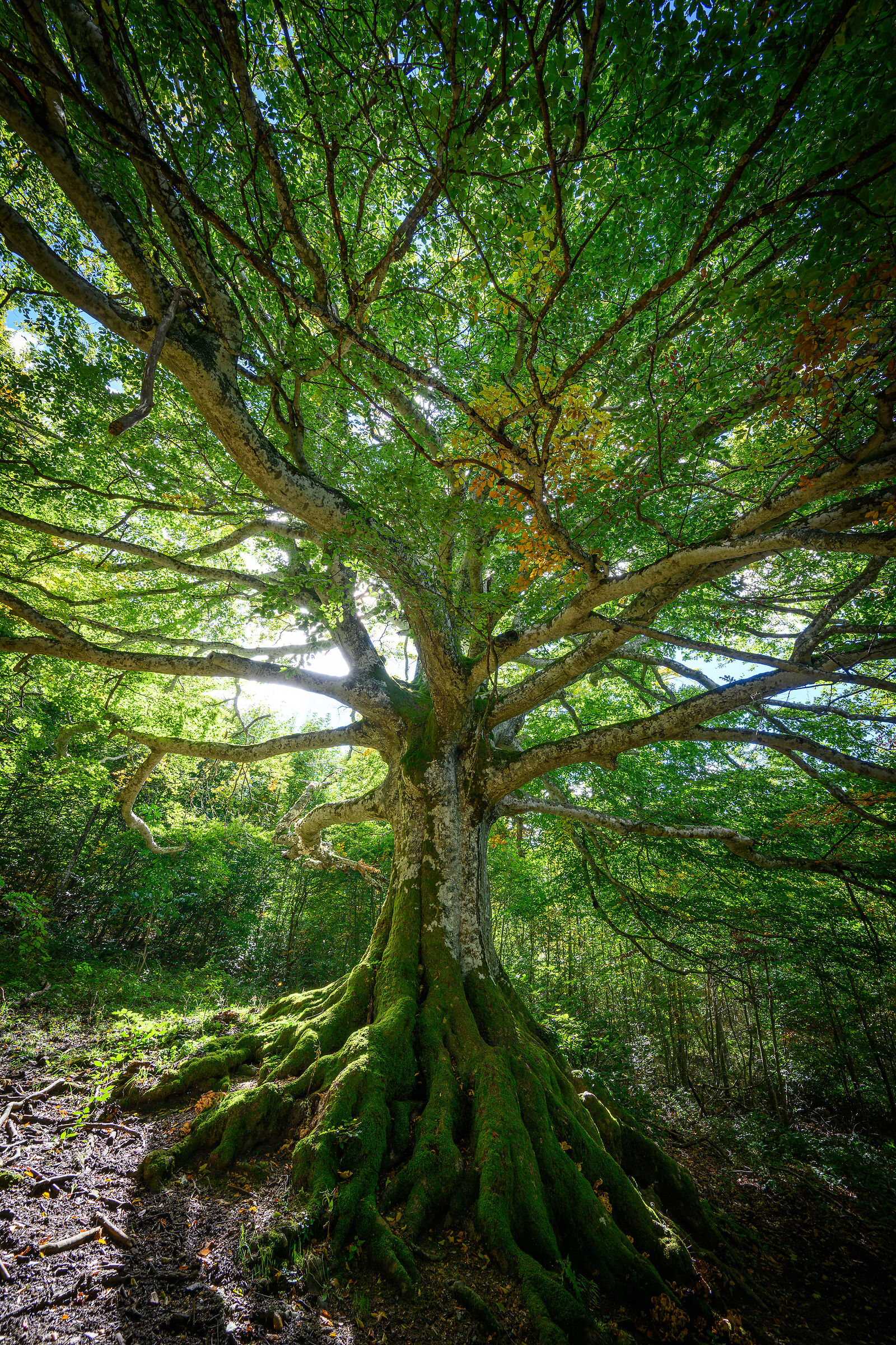 Faggio quattrocentenario
