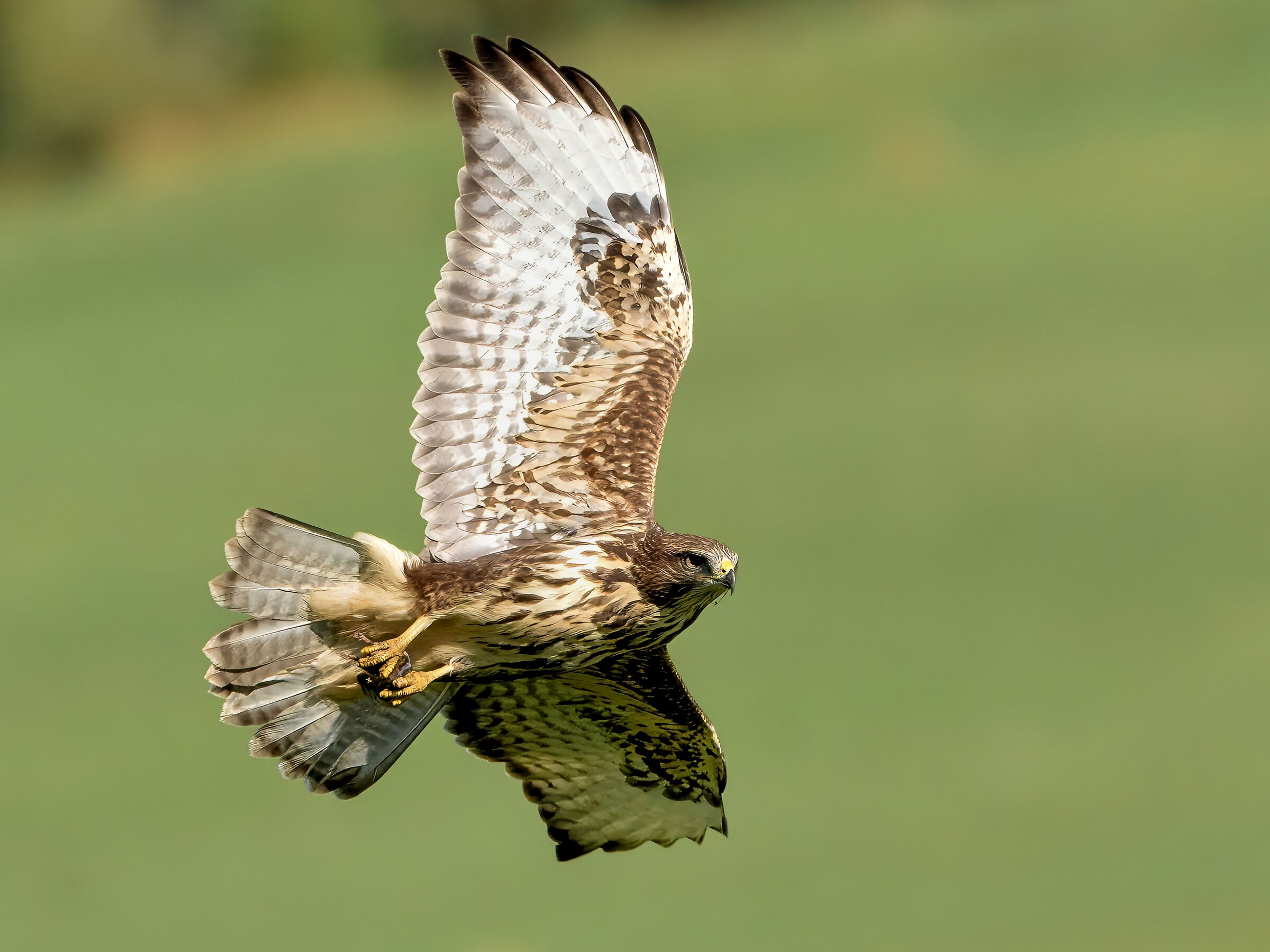 Poiana con il topolino tra gli artigli