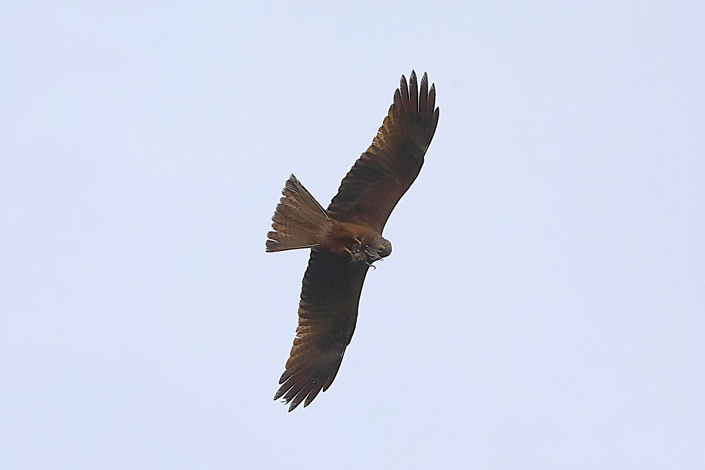 Nibbio bruno 28 aprile 2024 - 0109