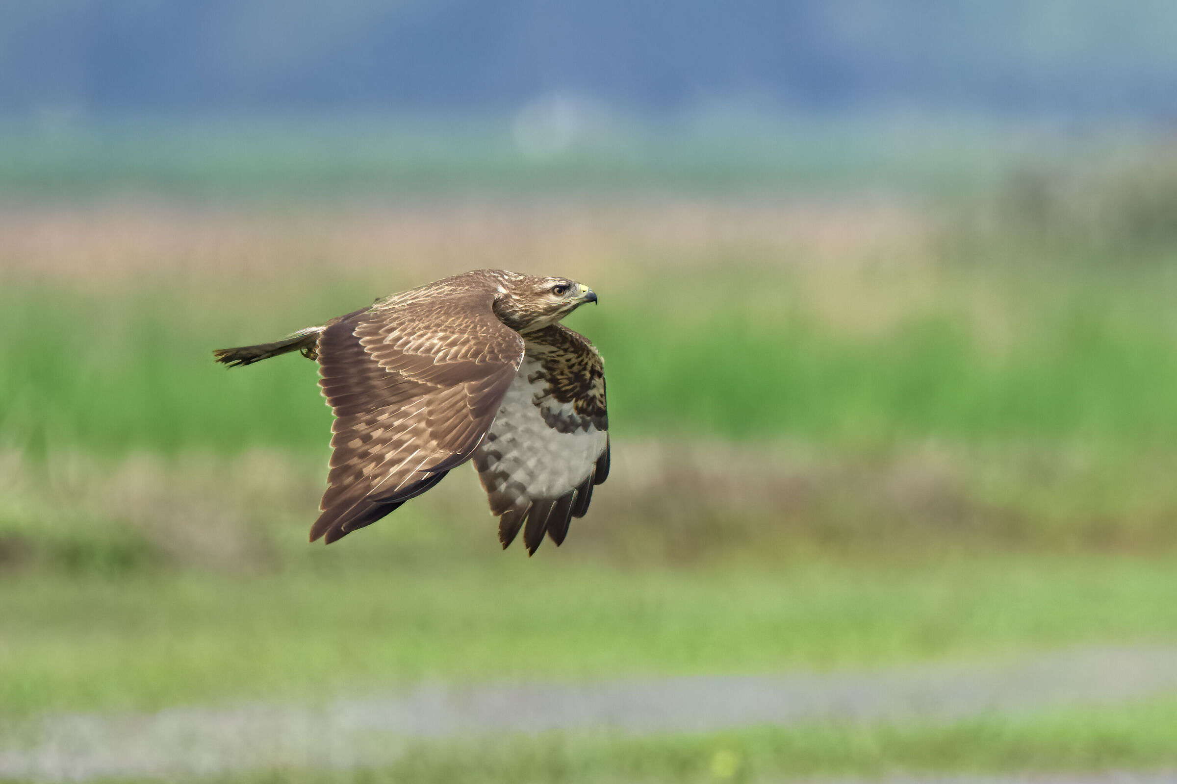 Poiana (Buteo buteo)