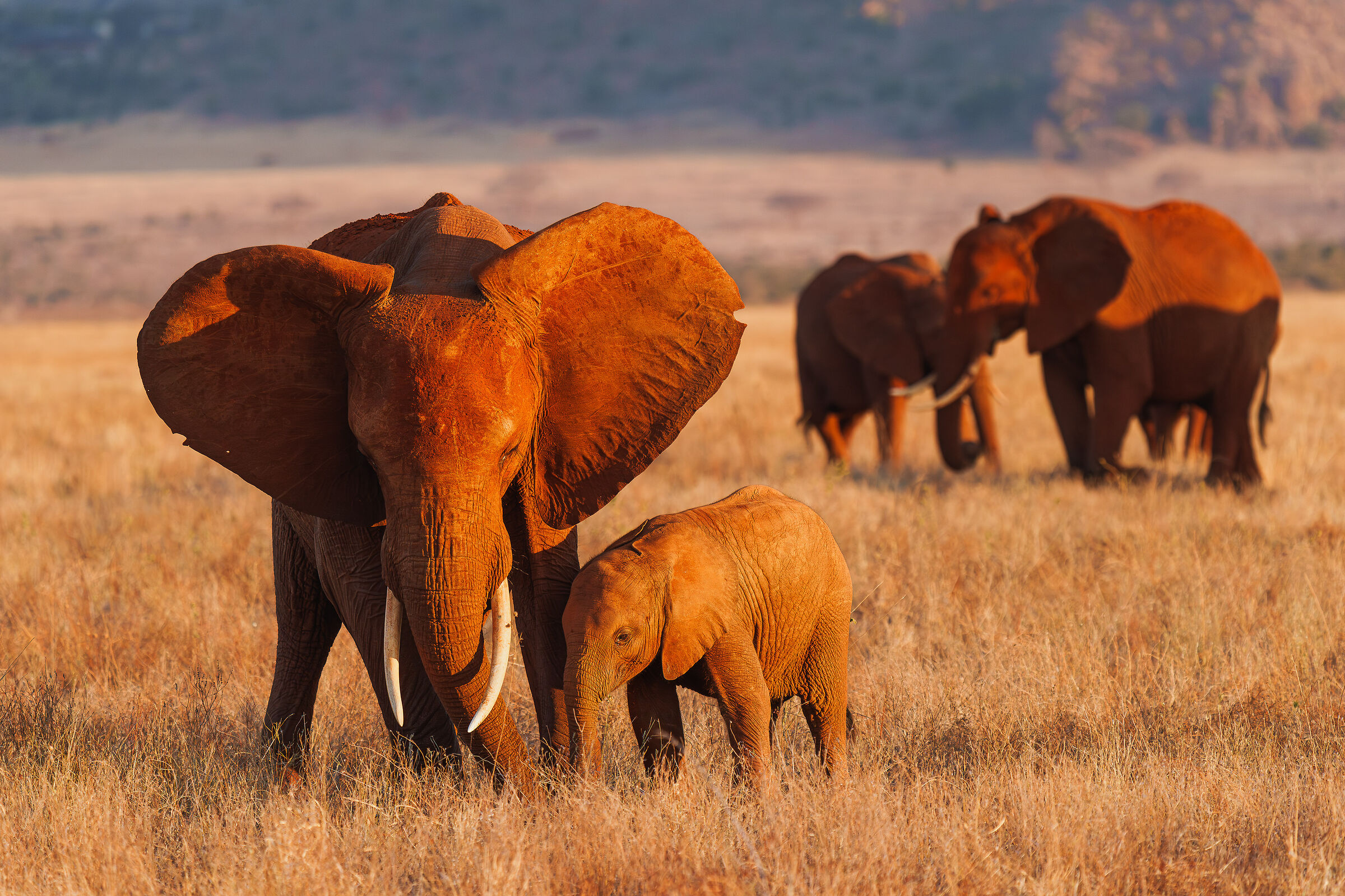 elephants