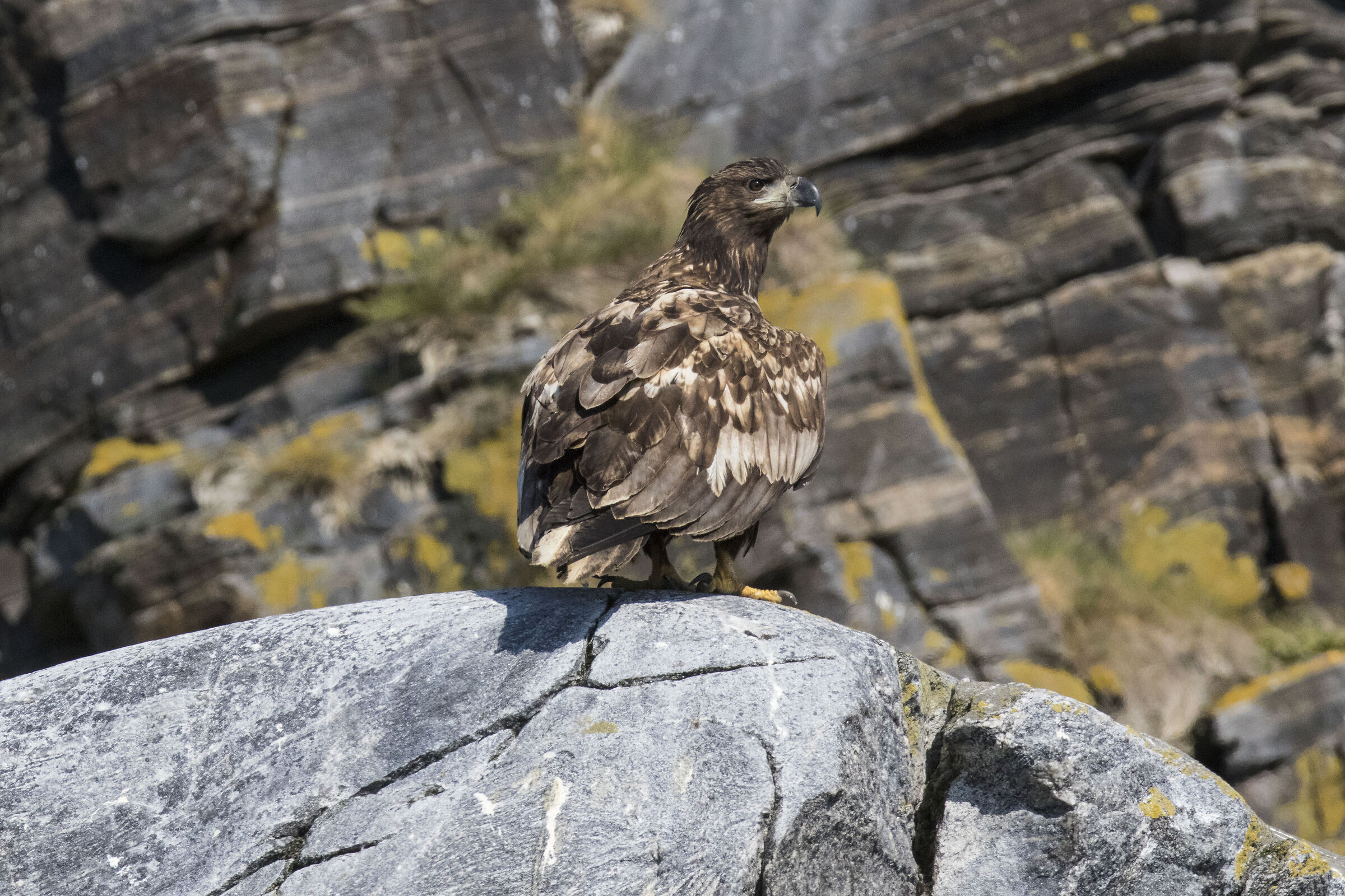 White-tailed Sea Eagle (Norway)