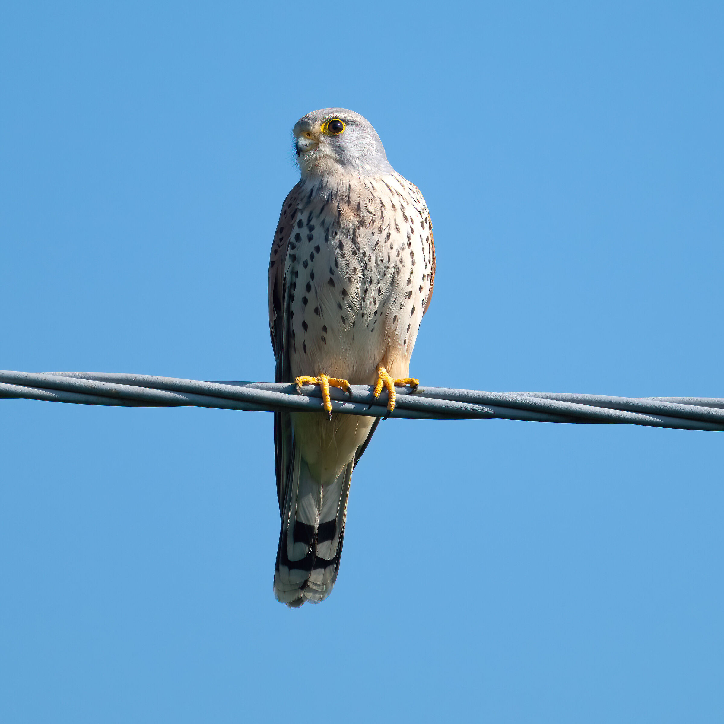 Kestrel
