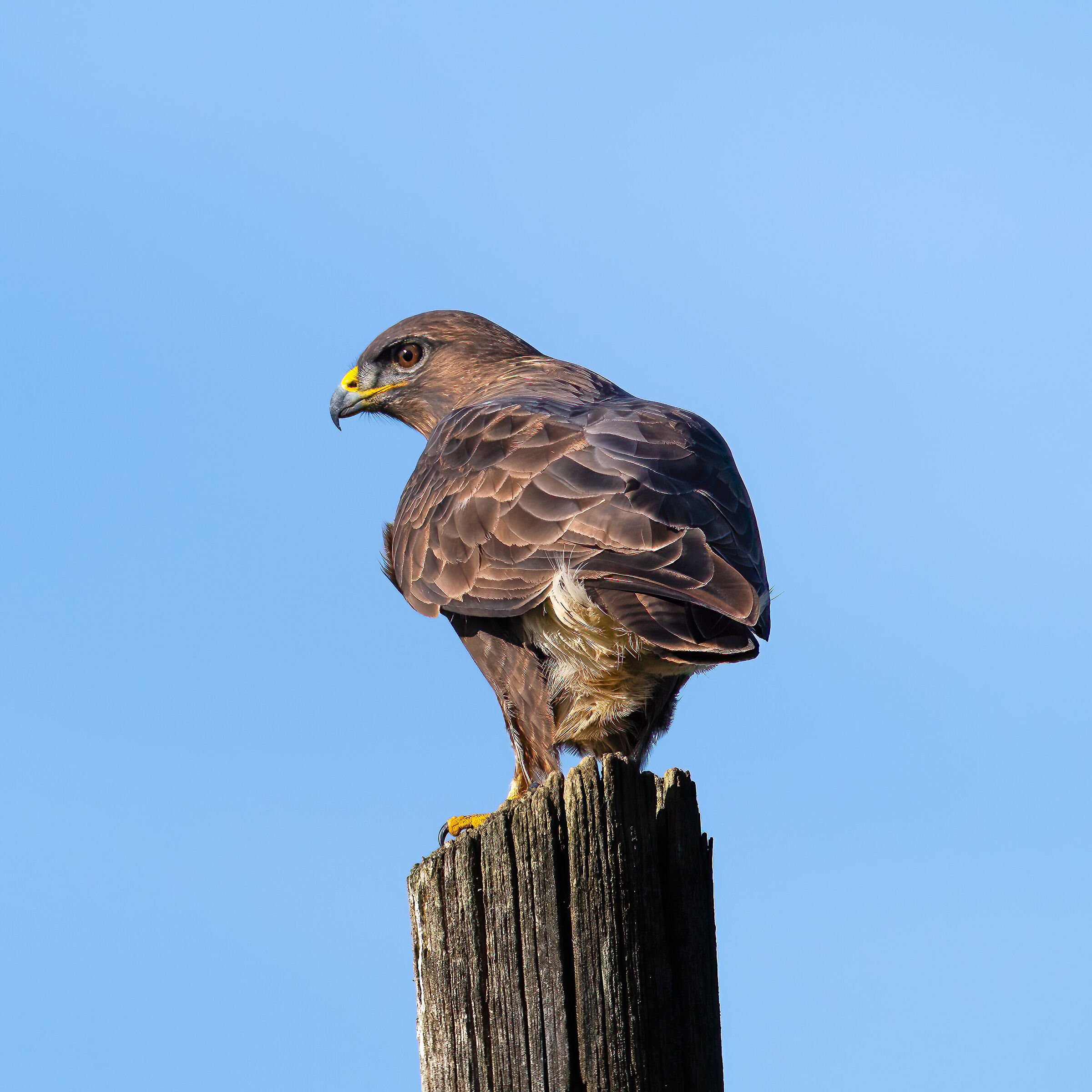 Buzzard