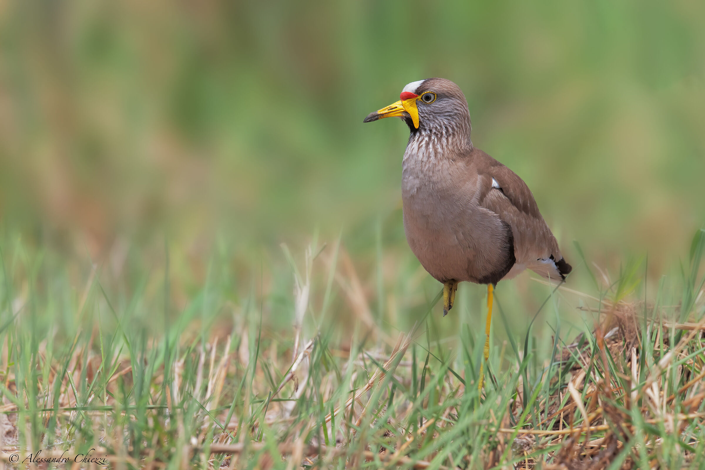 Lapwing with wattles