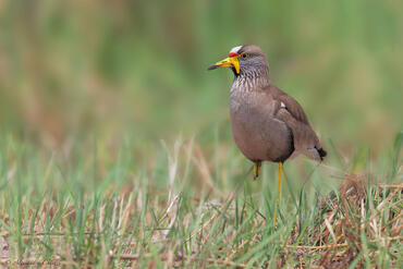 Vanellus senegallus