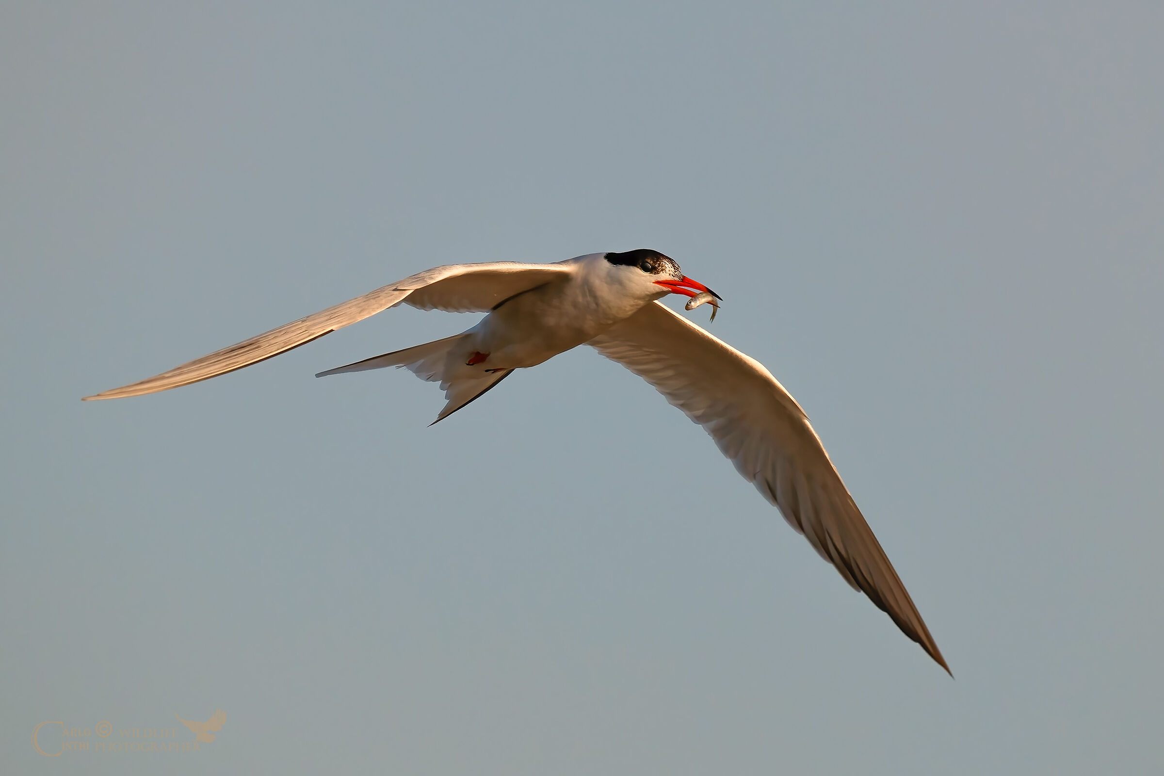 TERN