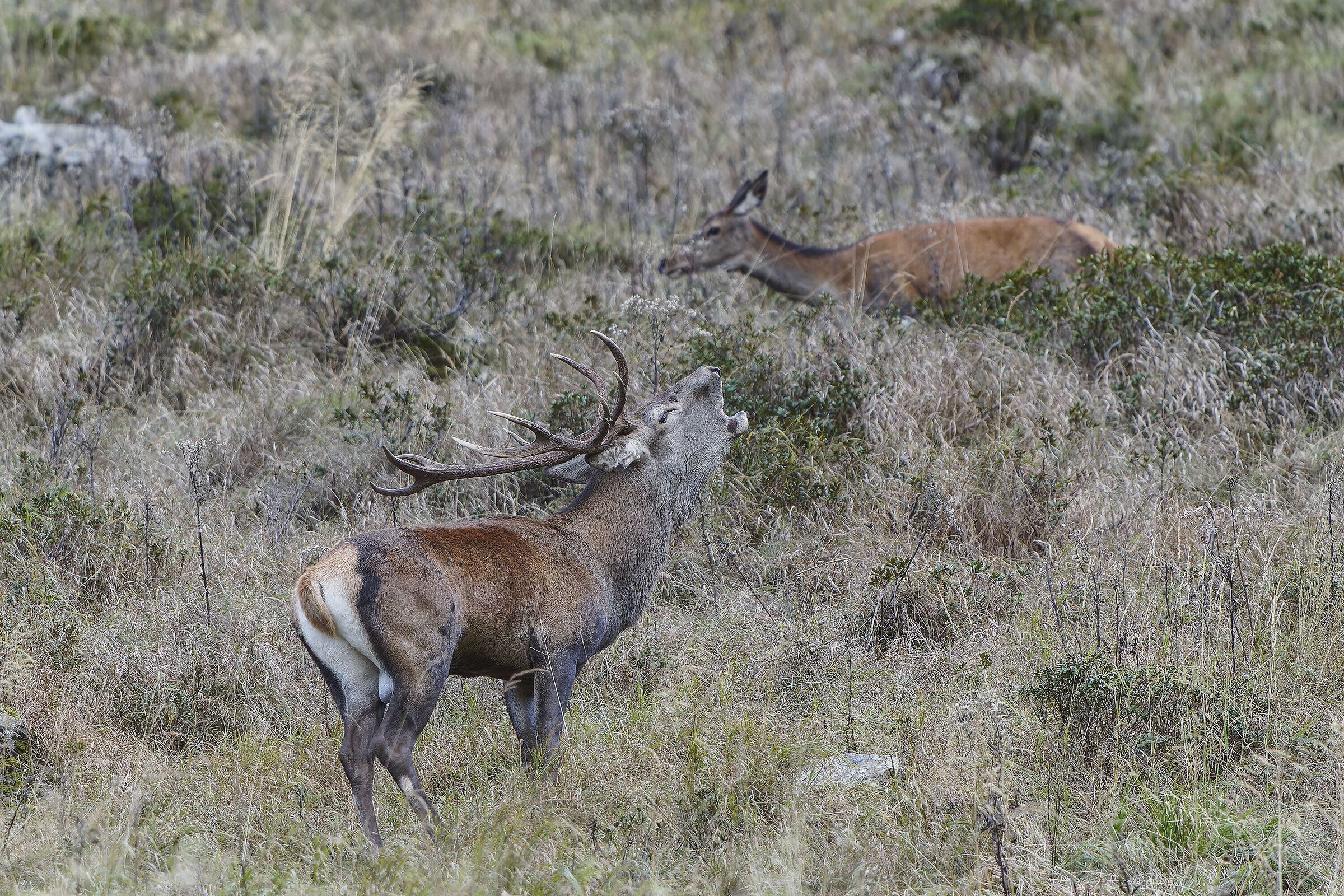 Roaring deer 2024