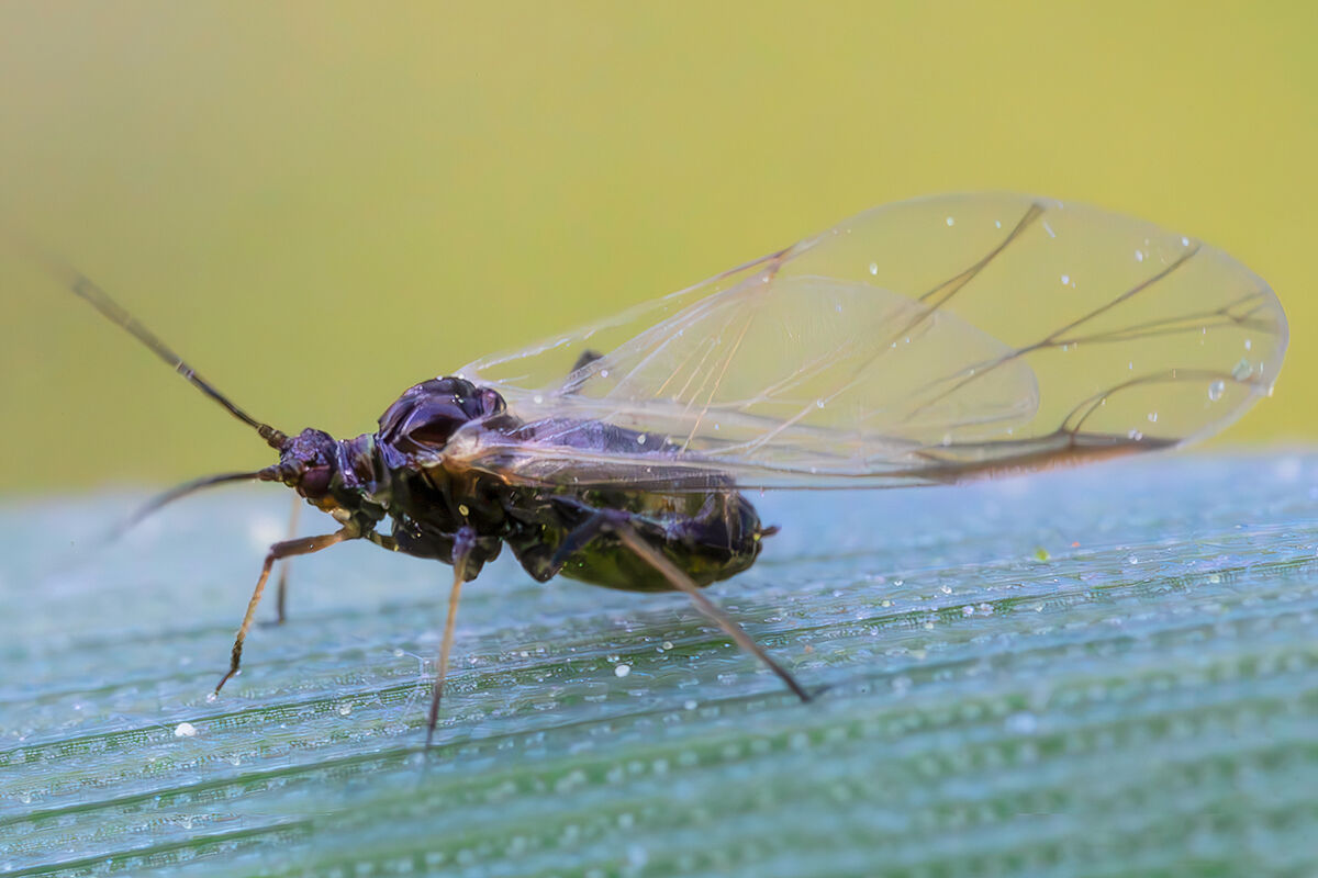 Winged aphid
