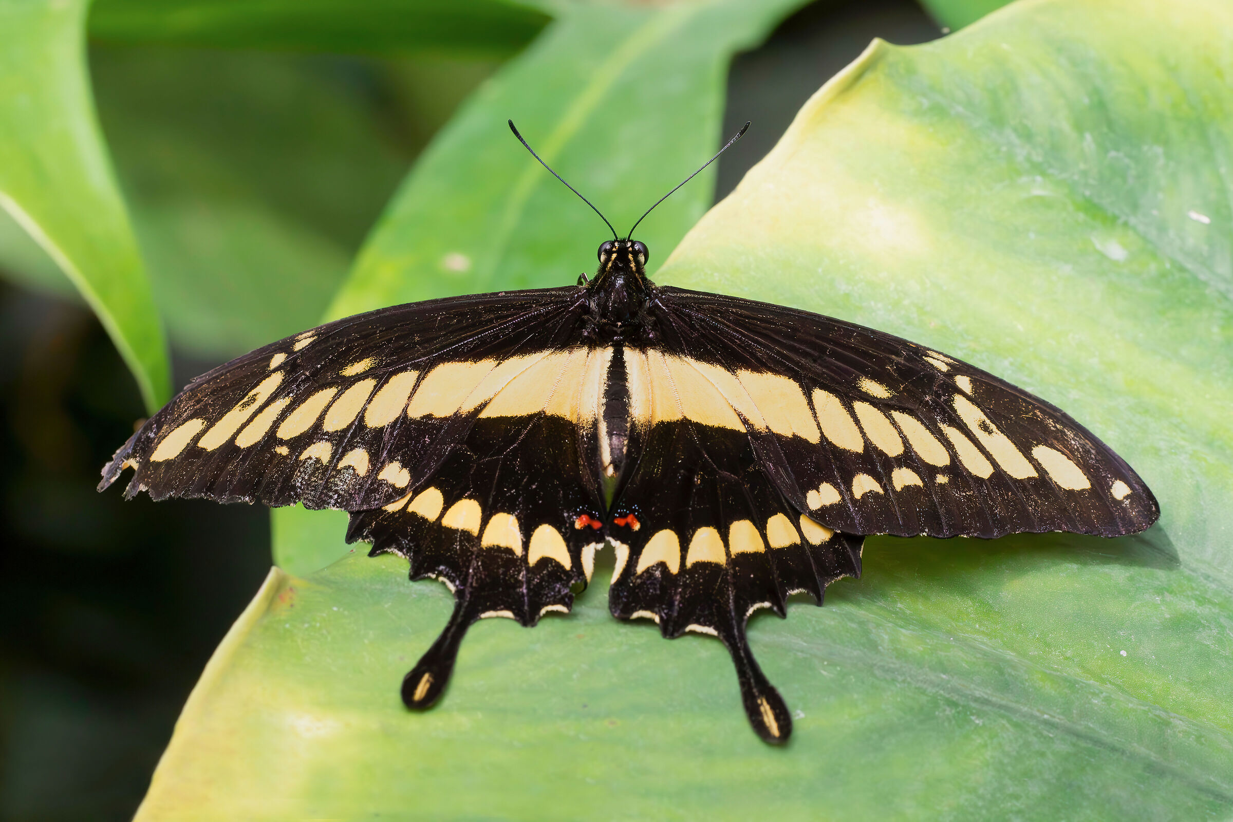 Papilio cresphontes