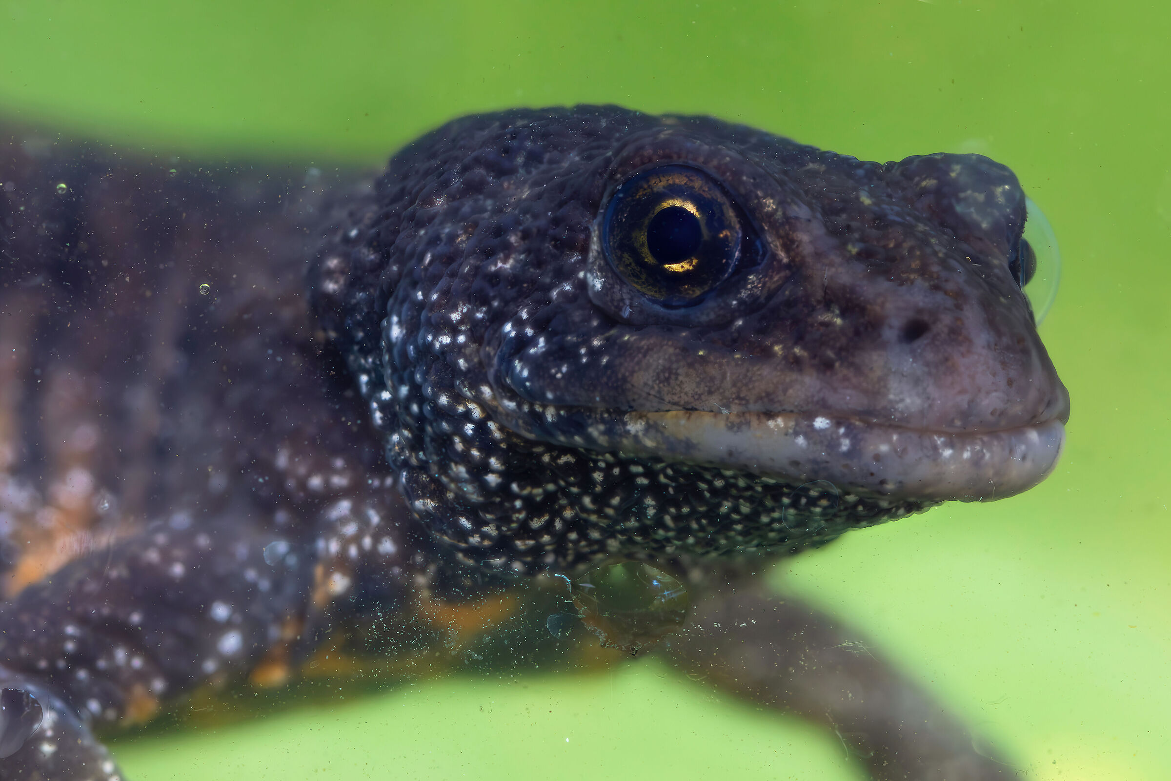 Triturus carnifex (crested newt)