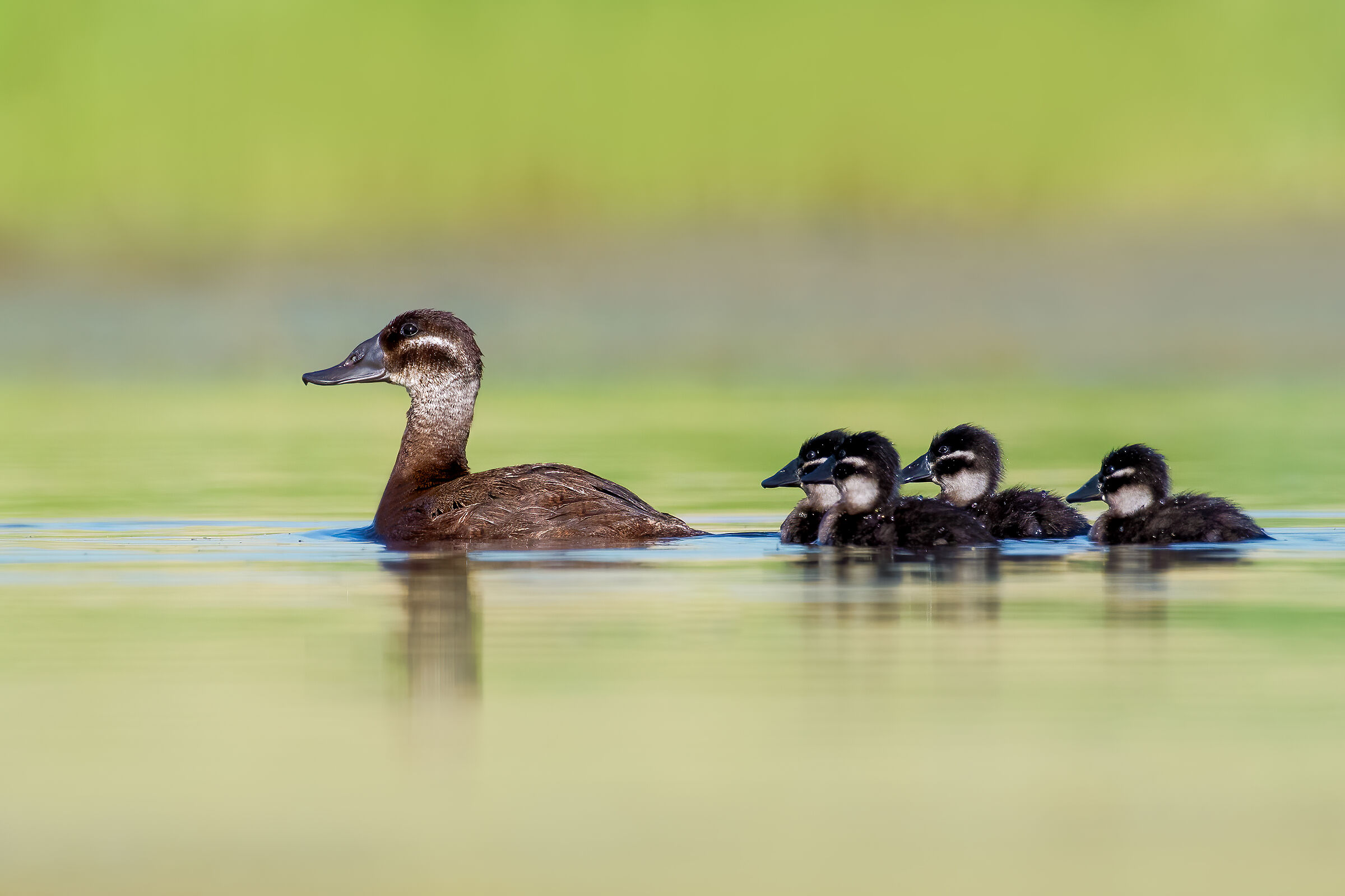 White headed duck with family??