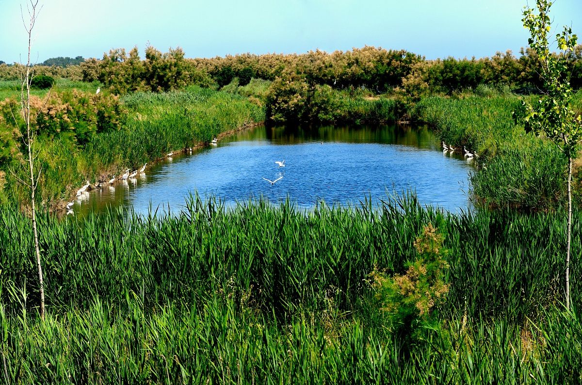 Giochiamo a rubabandiera? - Parco Delta del Po