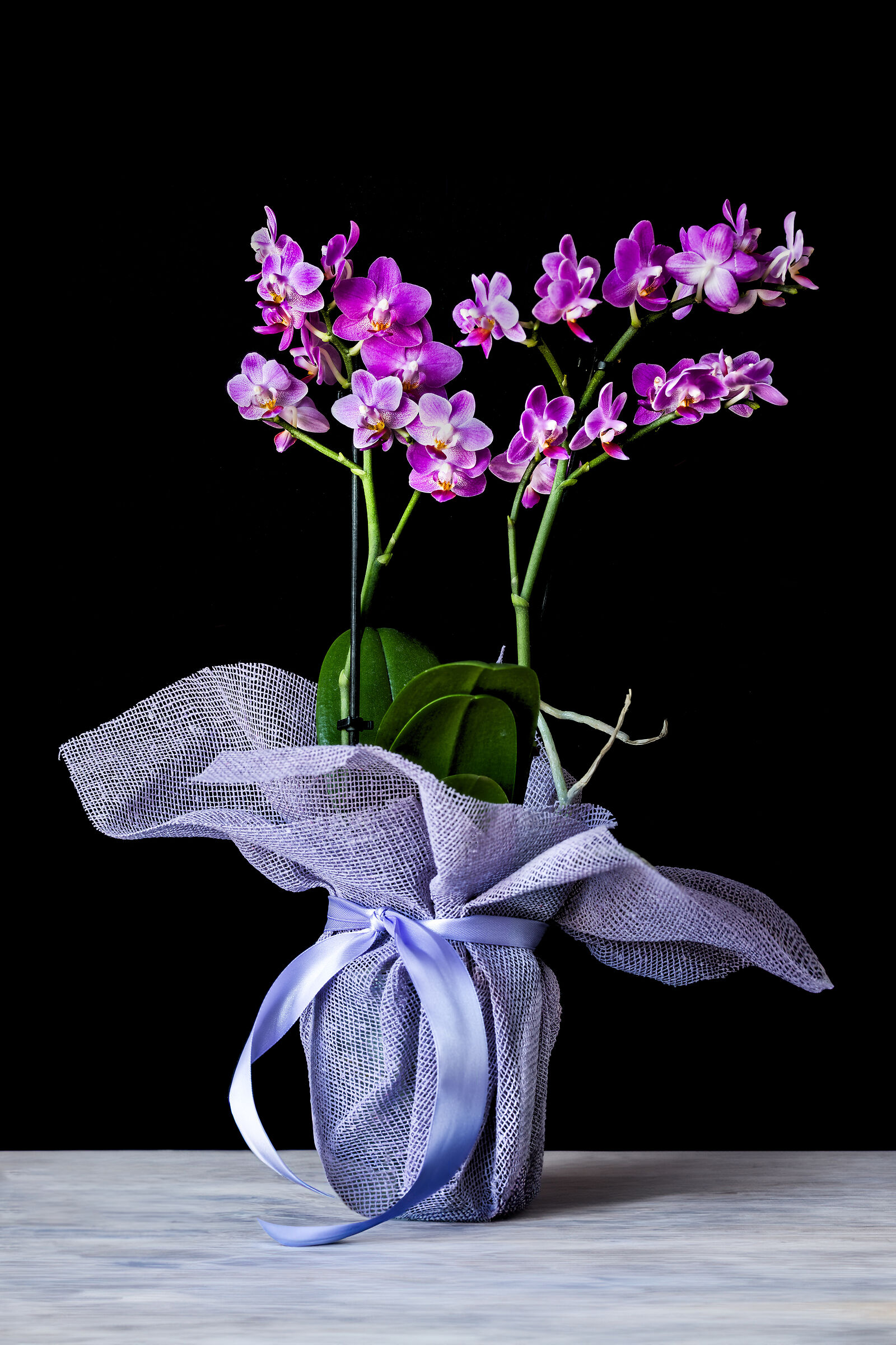 Phalaenopsis mini or dwarf orchid