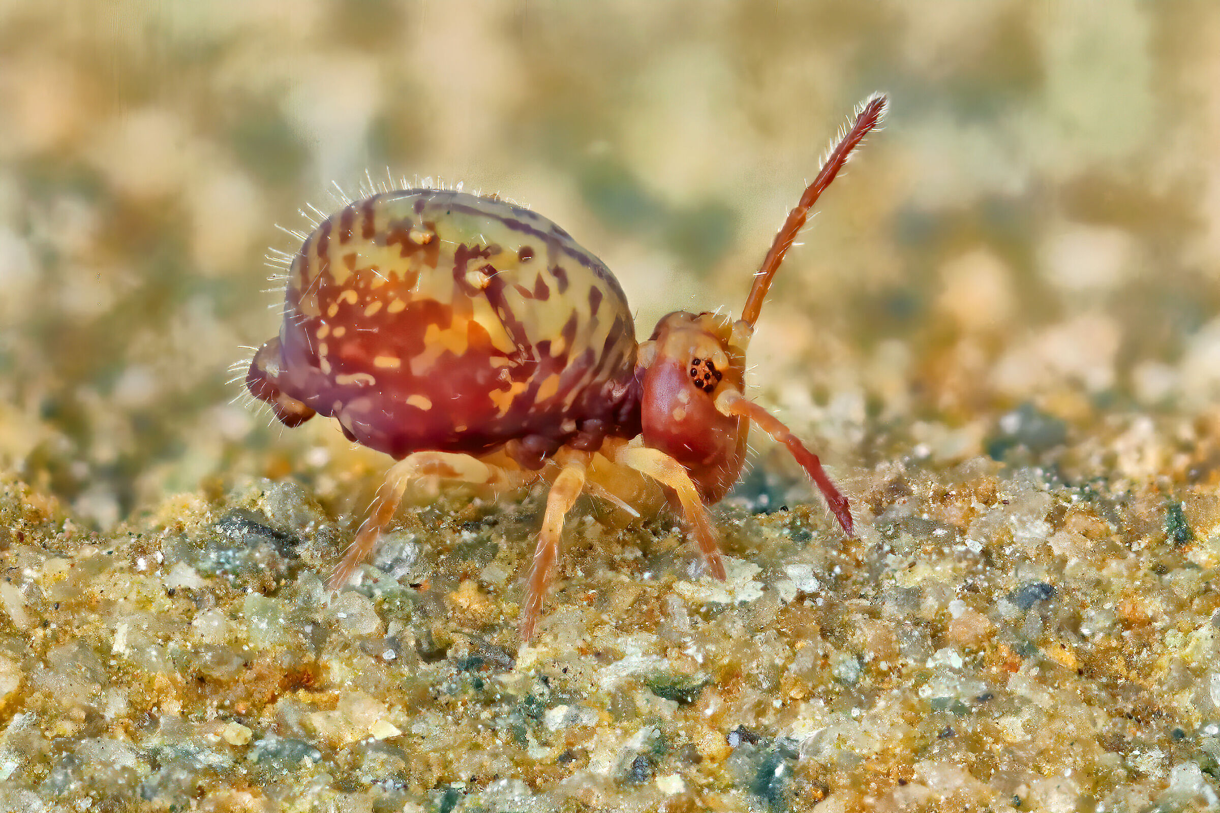 Springtails focus stacking