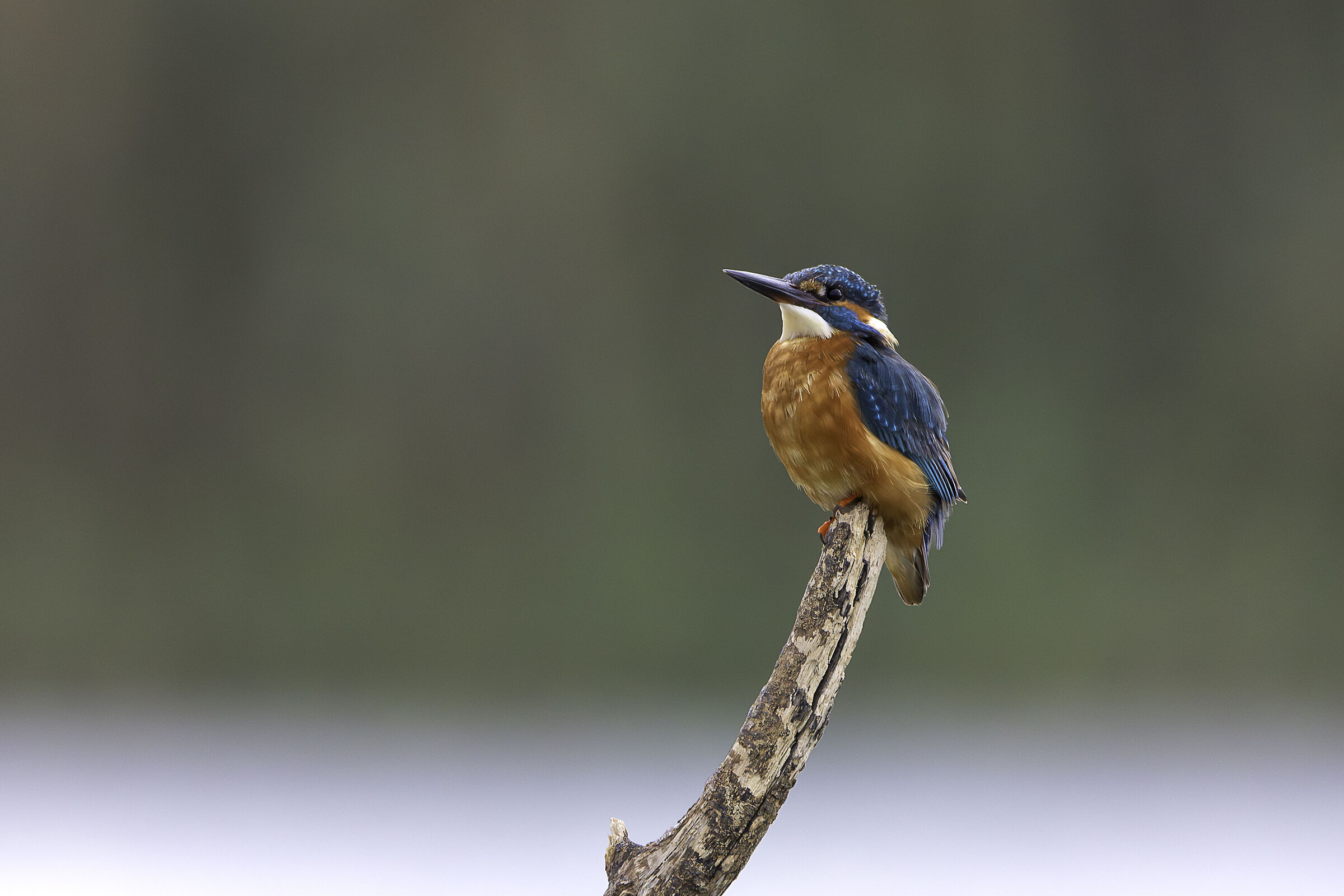 Kingfisher