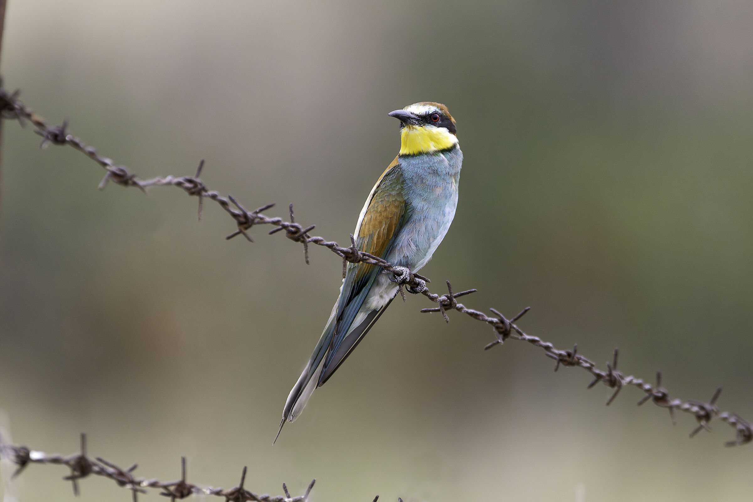 Bee-eater