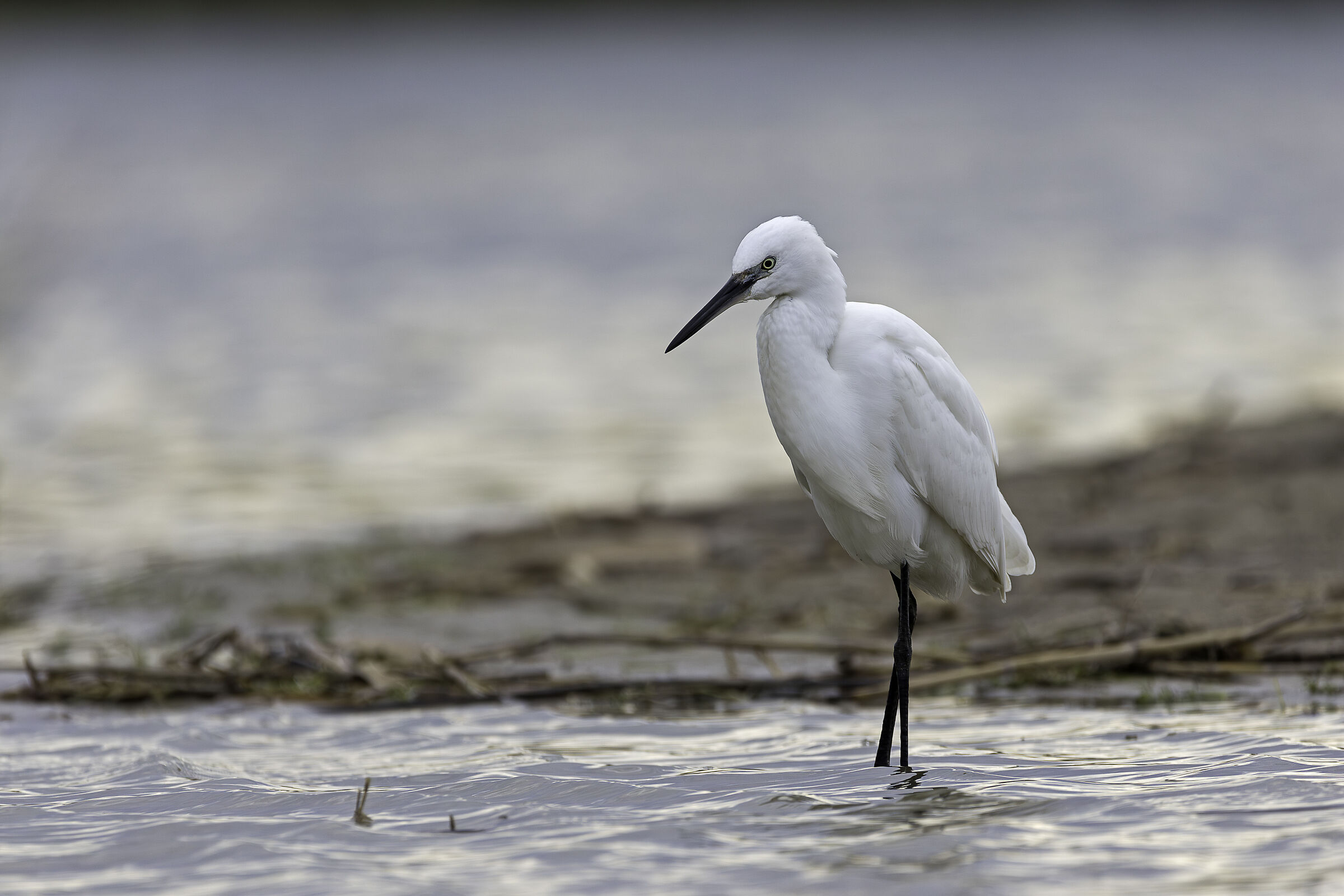 Egret
