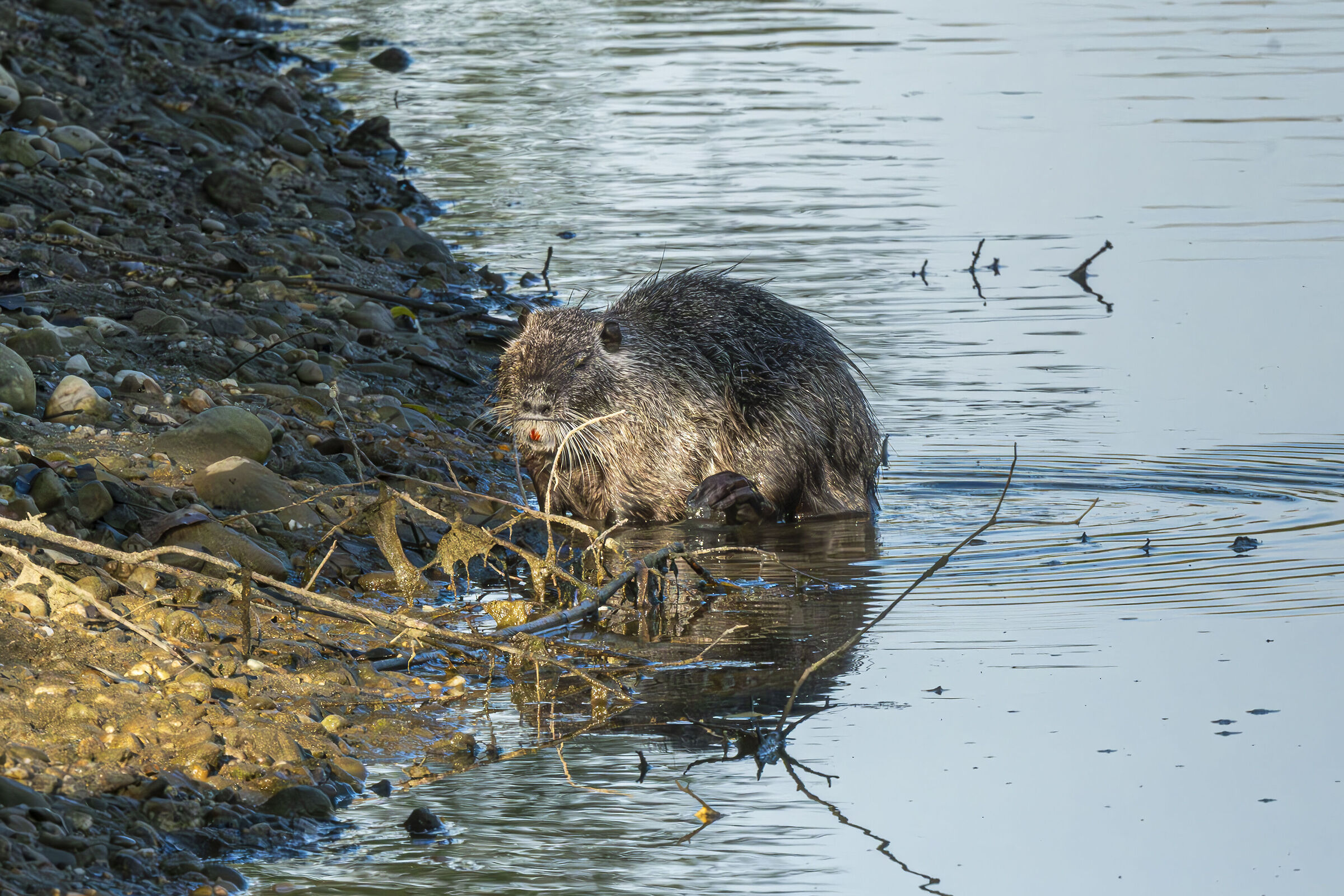 La Nutria