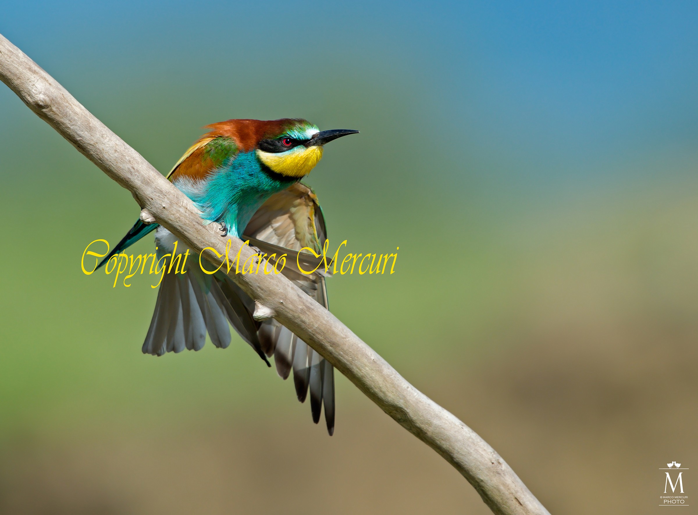 A Stiratina Before Starting again!