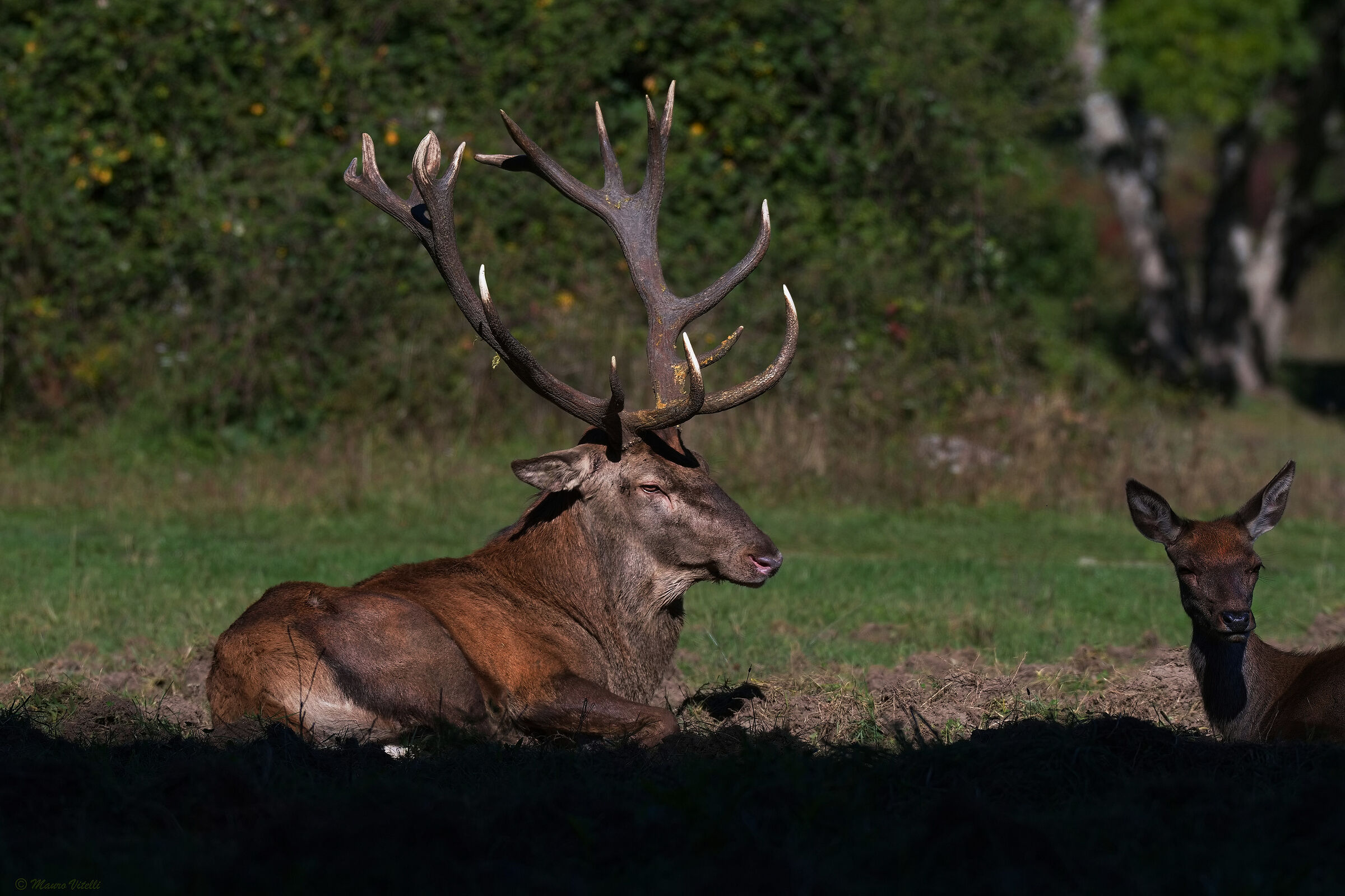 The "King" of the forest