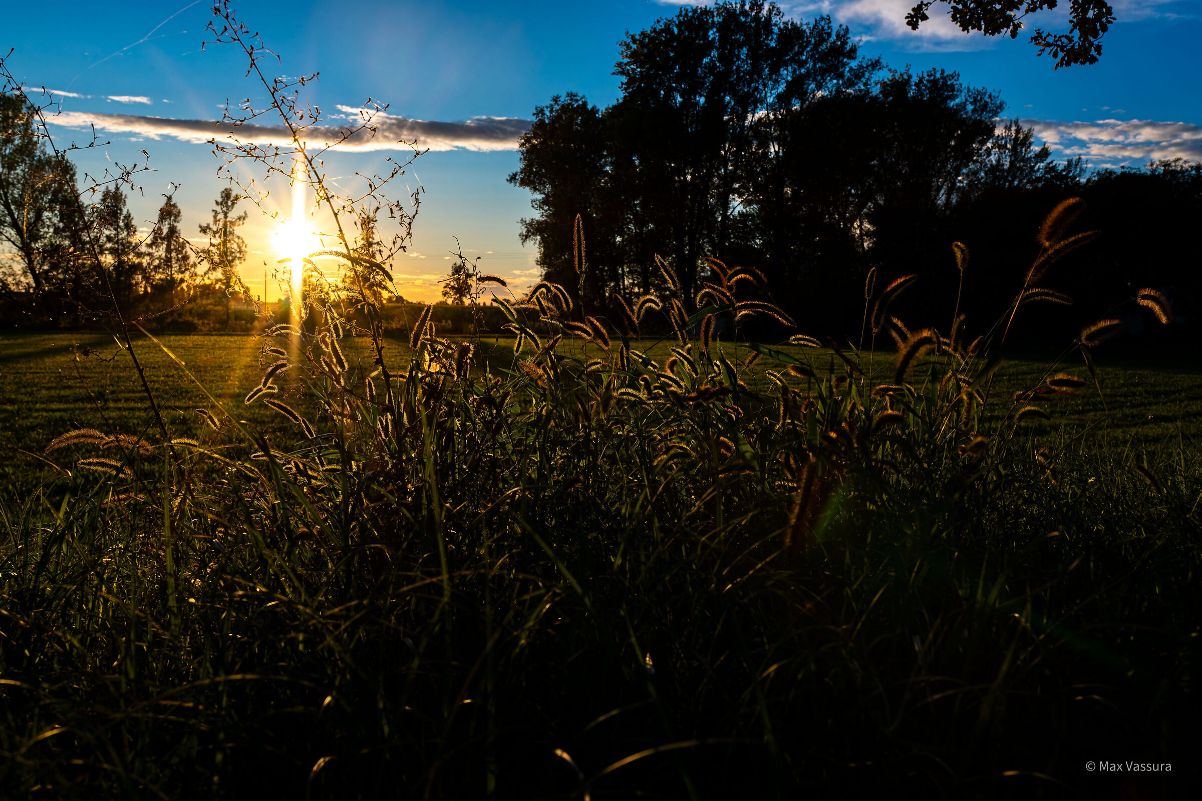 Ears of corn at sunset
