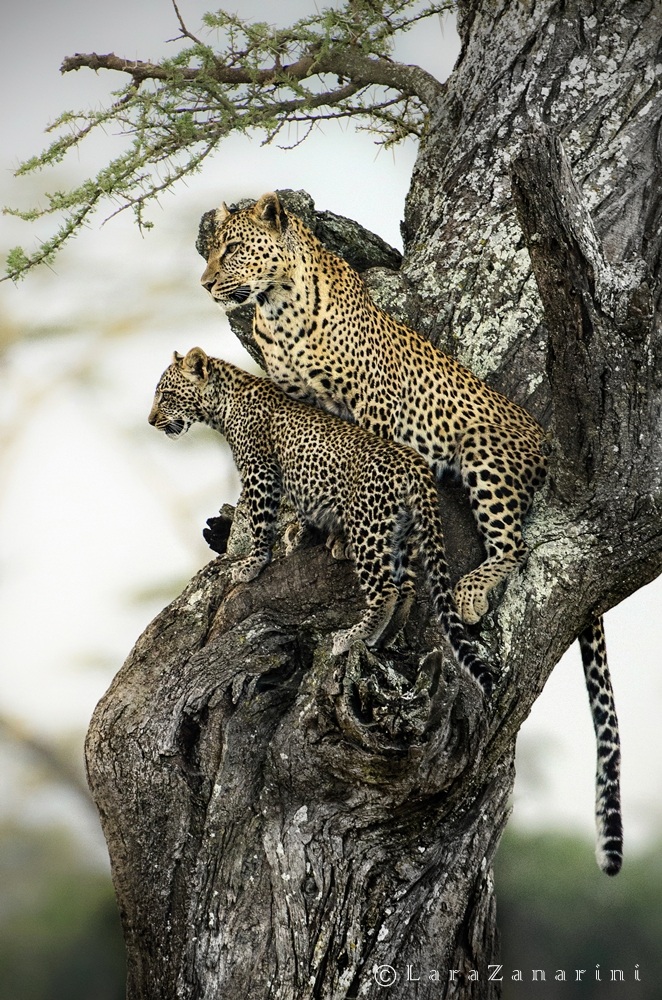 admiring the savannah