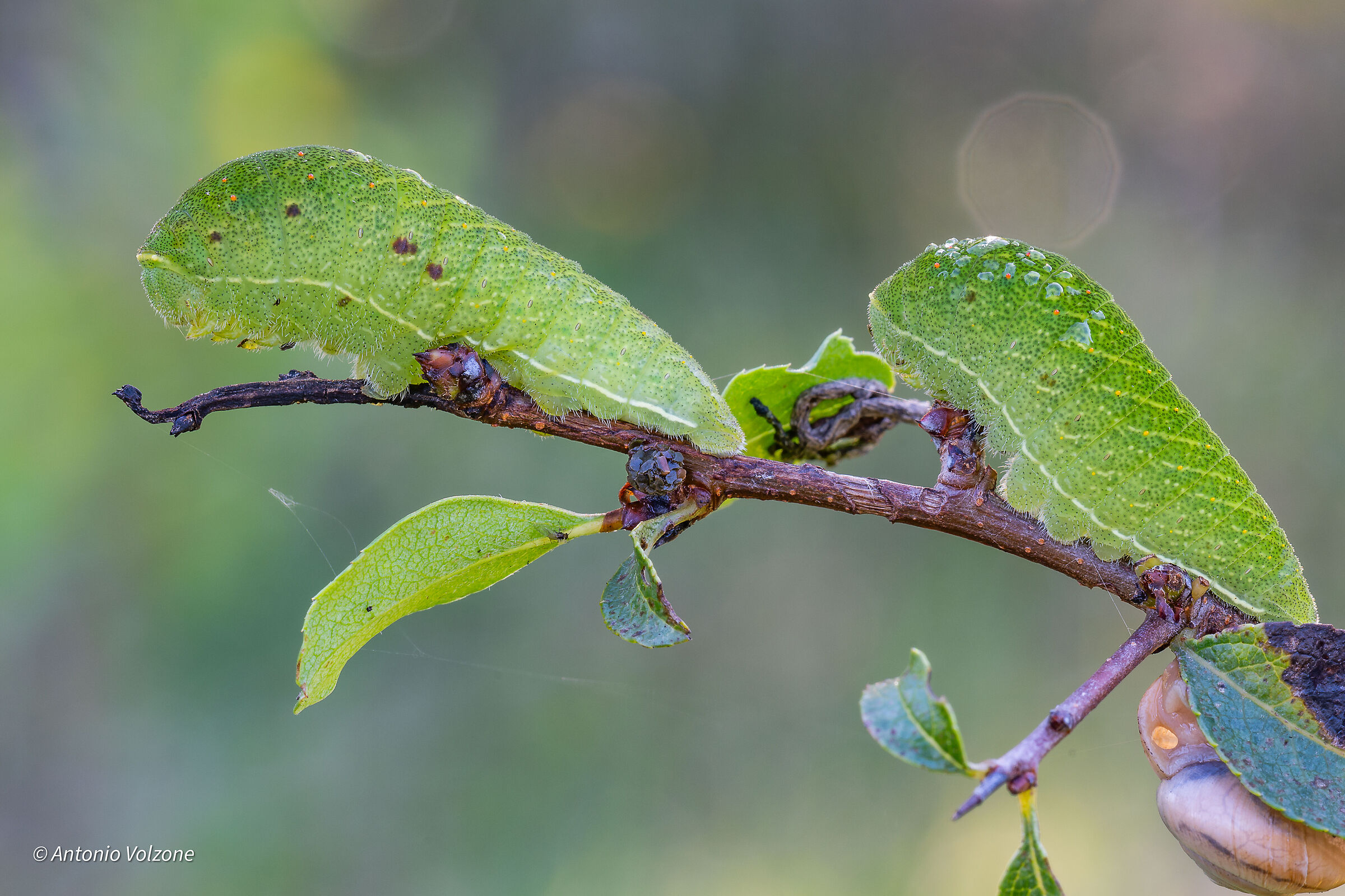 Caterpillar of Podalirio ... two small leaves