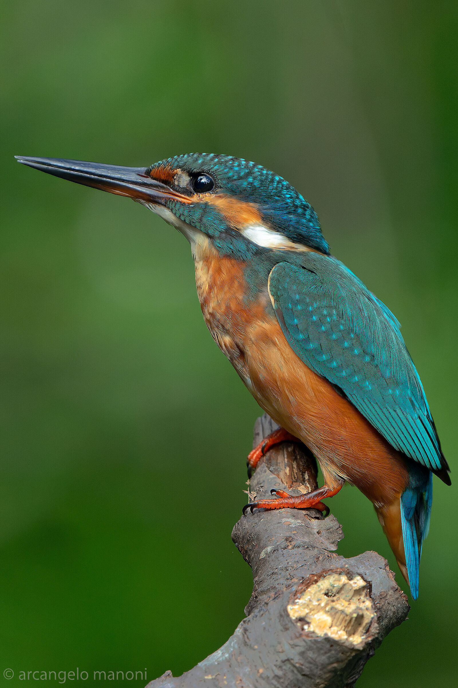 Il signore del fiume