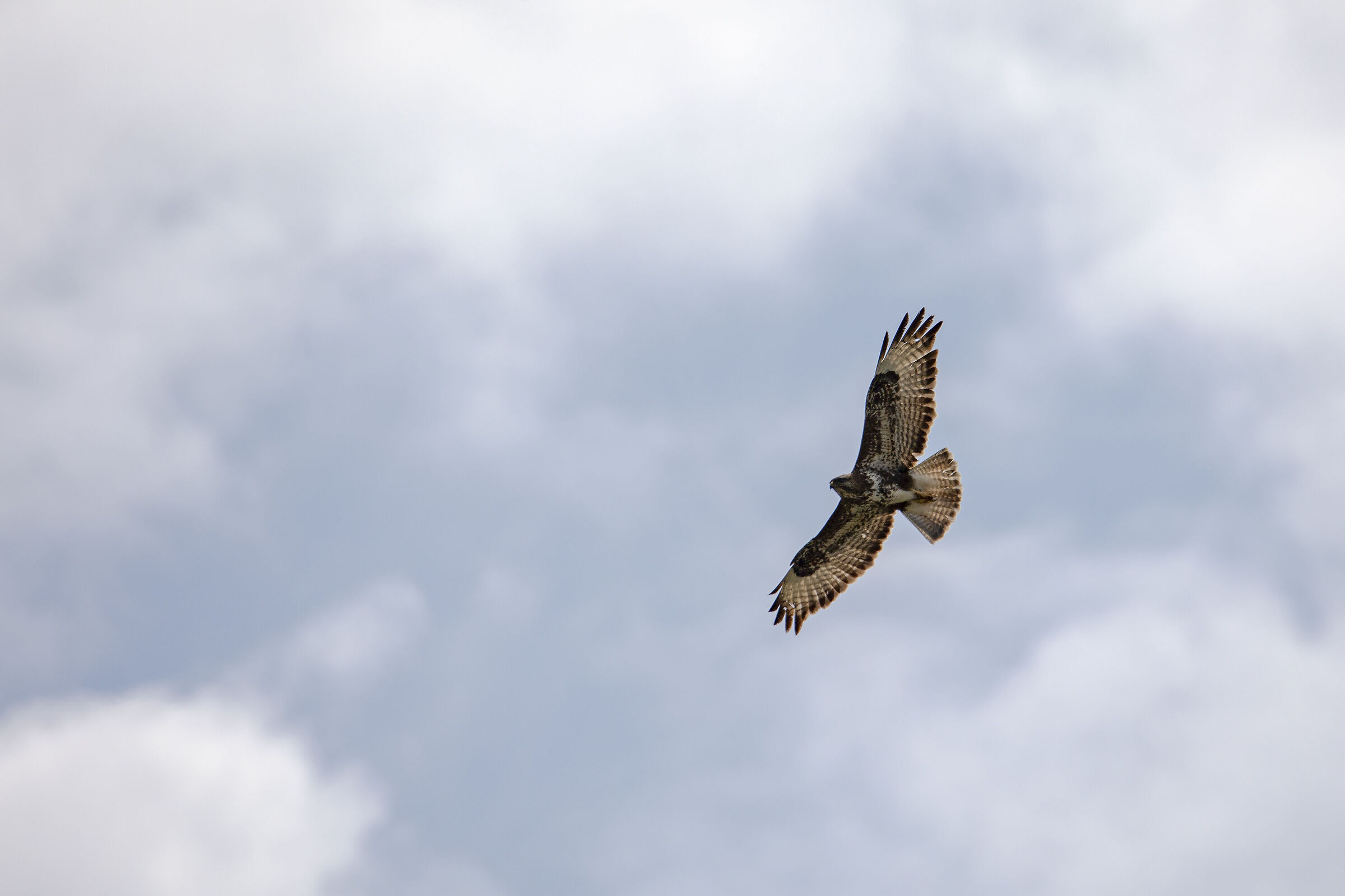 Buzzard