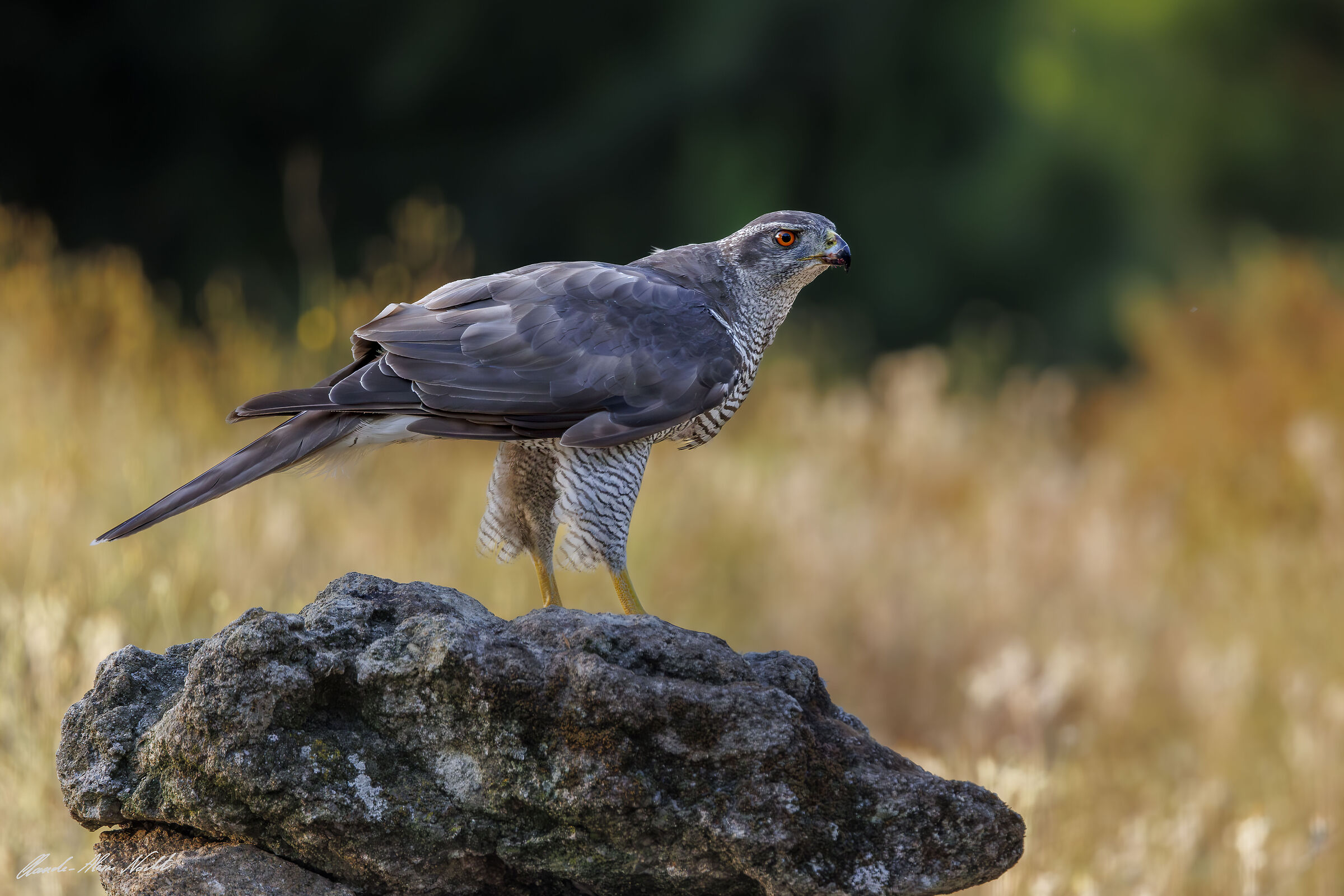 Goshawk at sunset