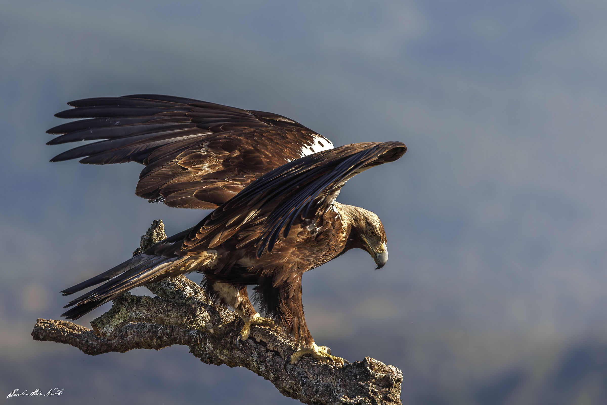 Spanish Imperial Eagle