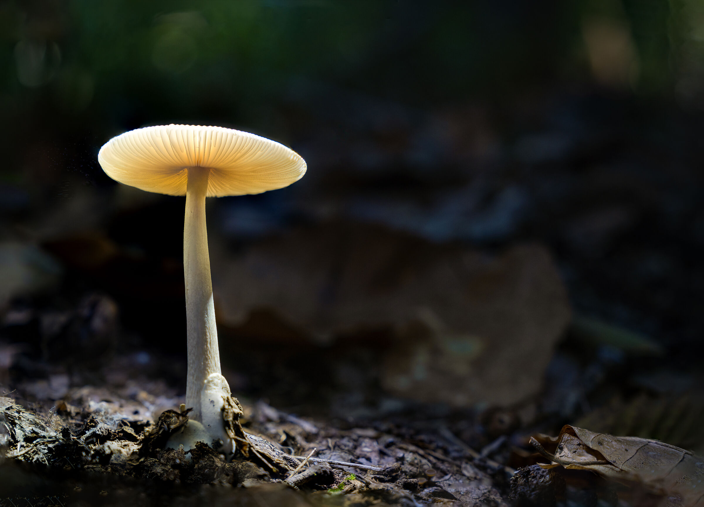 Primo esperimento nel bosco - 2