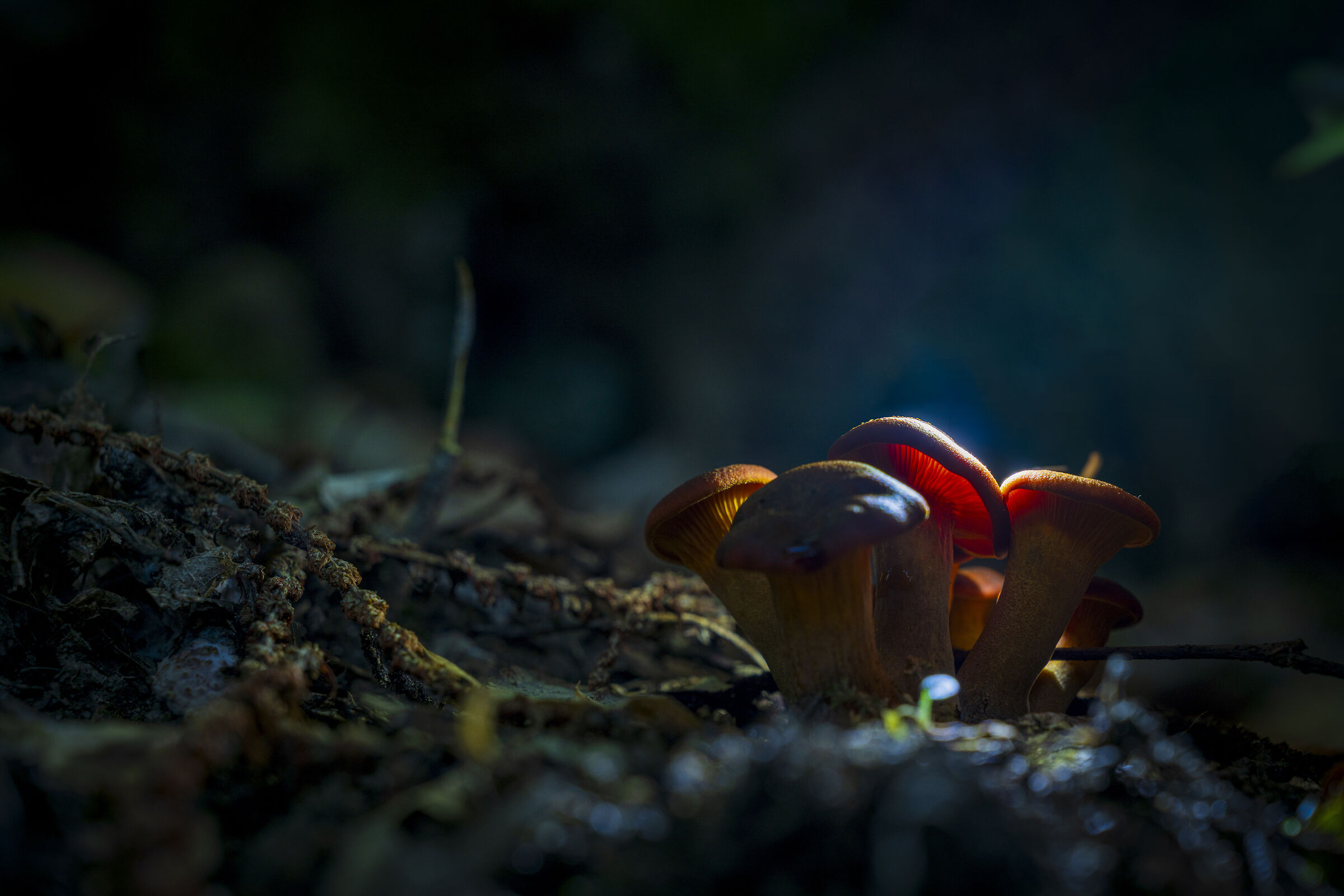 First experiment in the forest