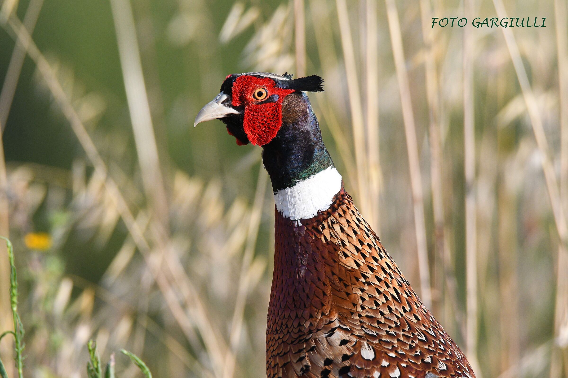 Male pheasant