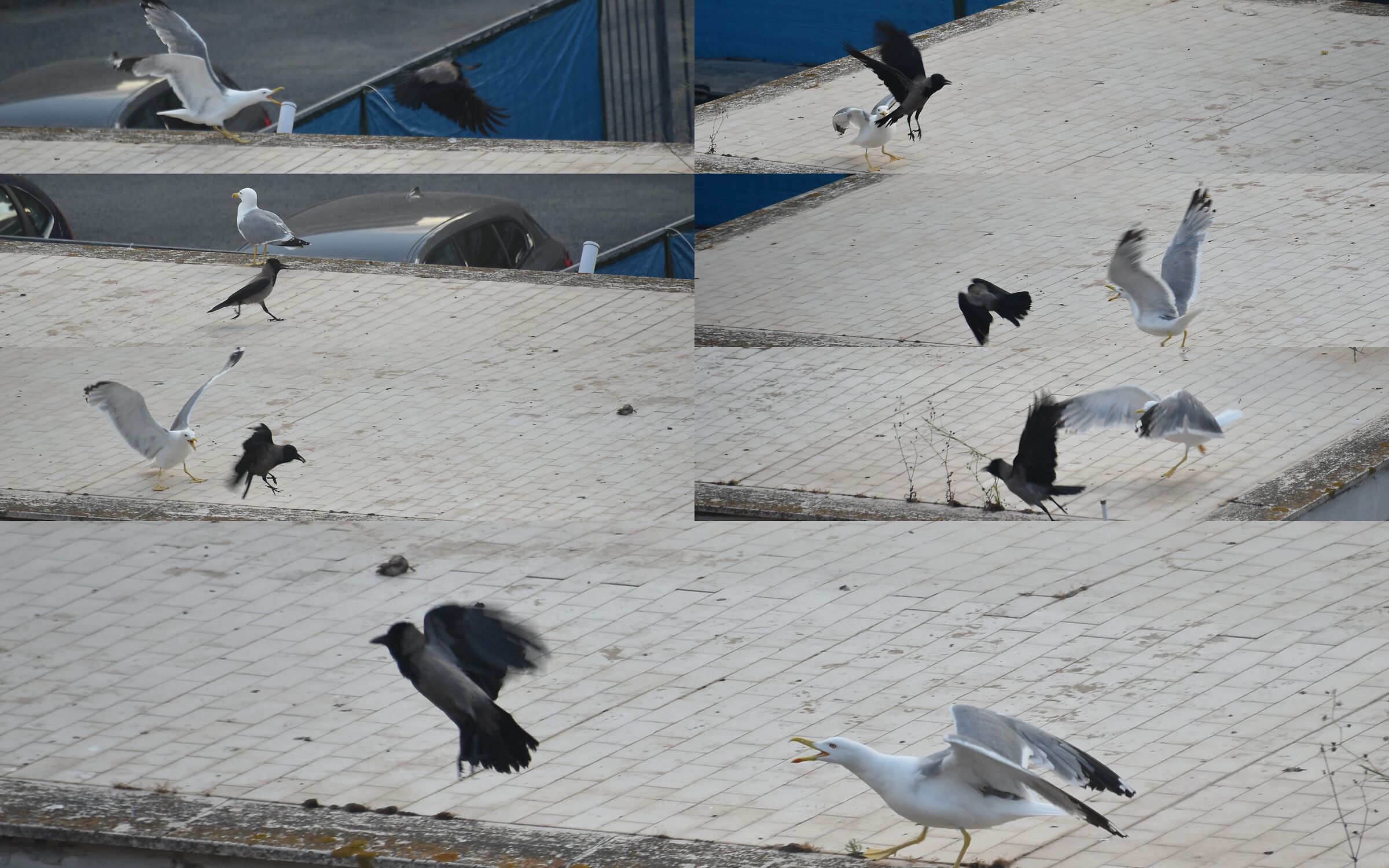 Ar white seagull, you don't have to.......... !