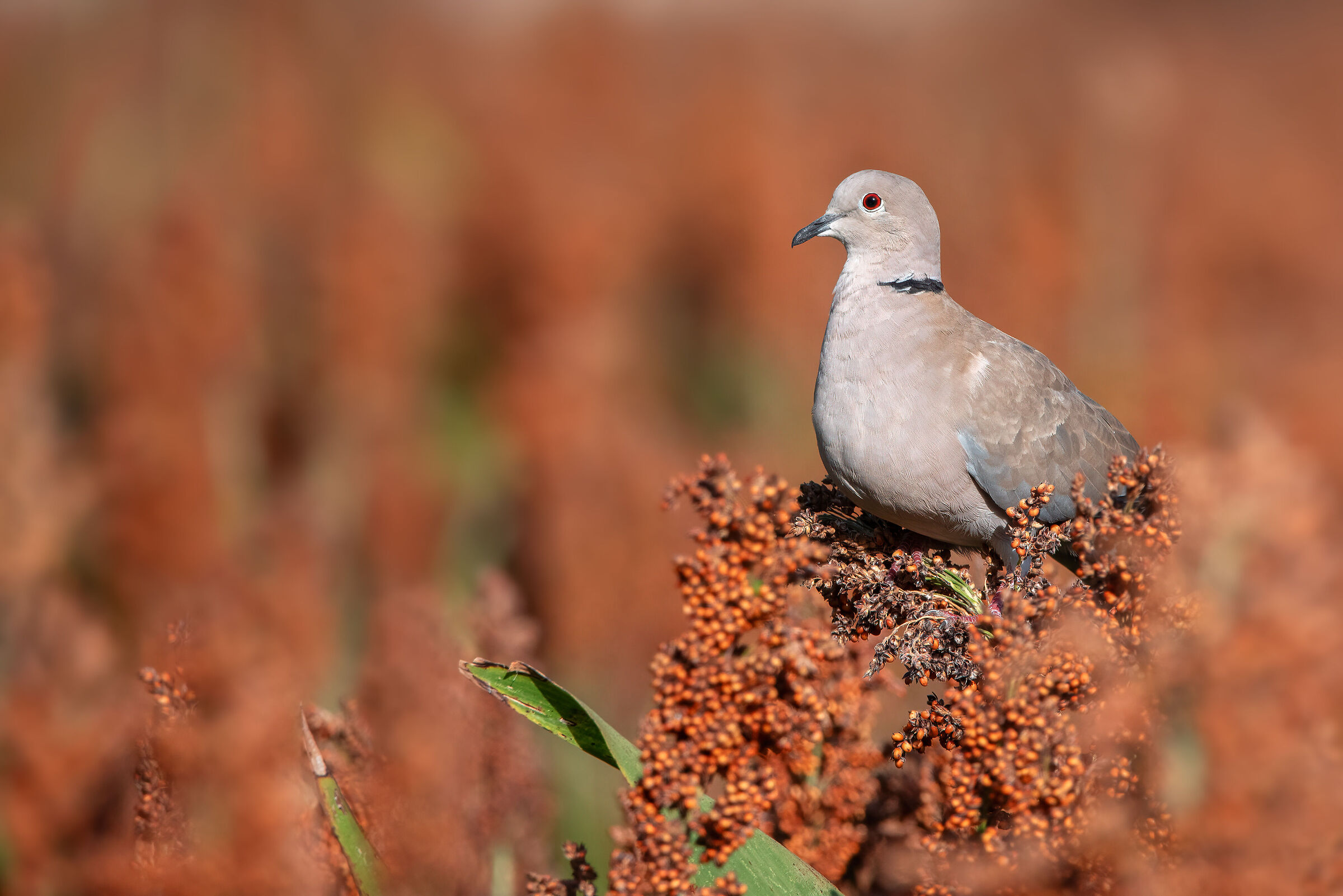 Collared Dove | Streptopelia decaocto