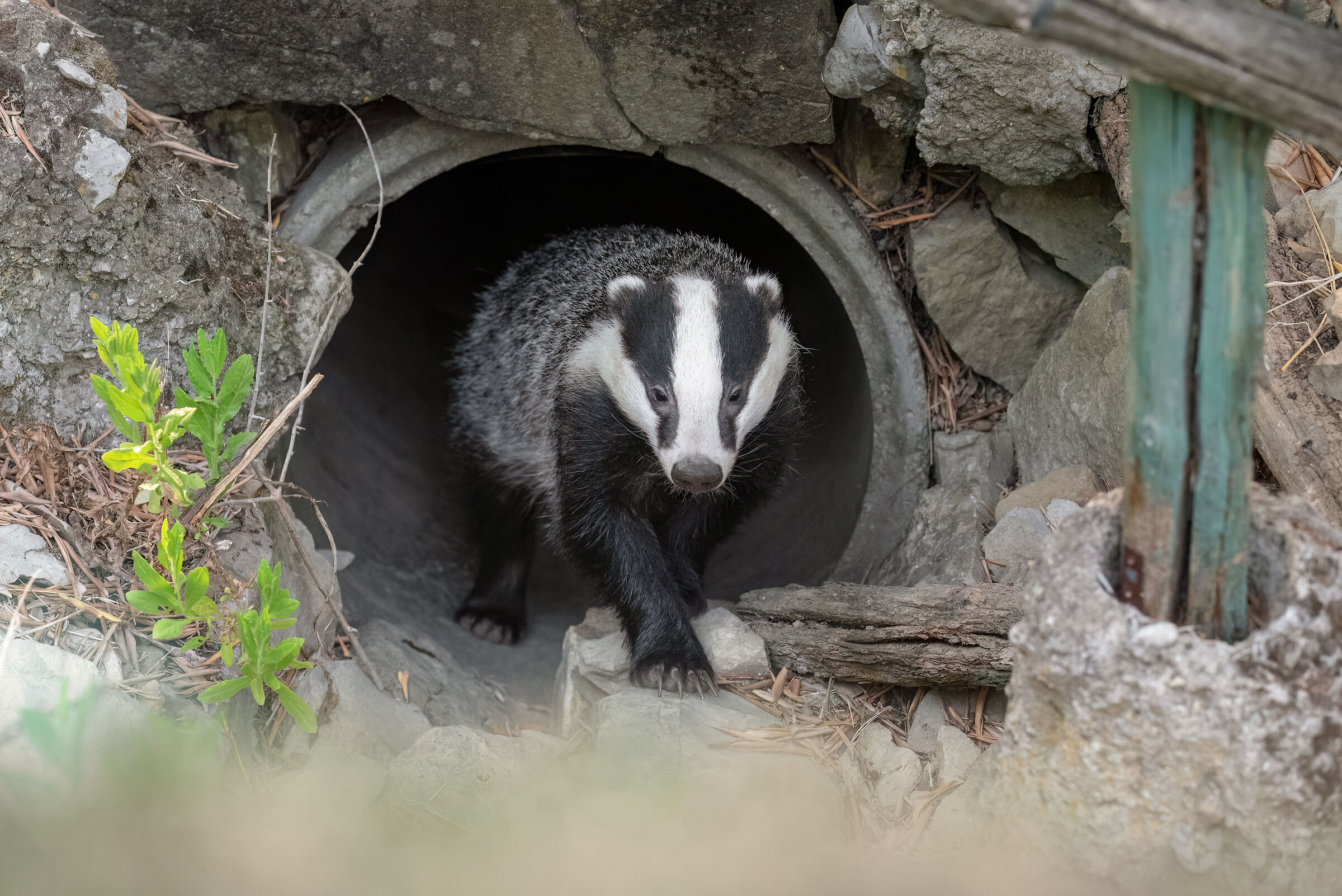 Badger - Meles meles - Badger (Tuscany - July 2024)