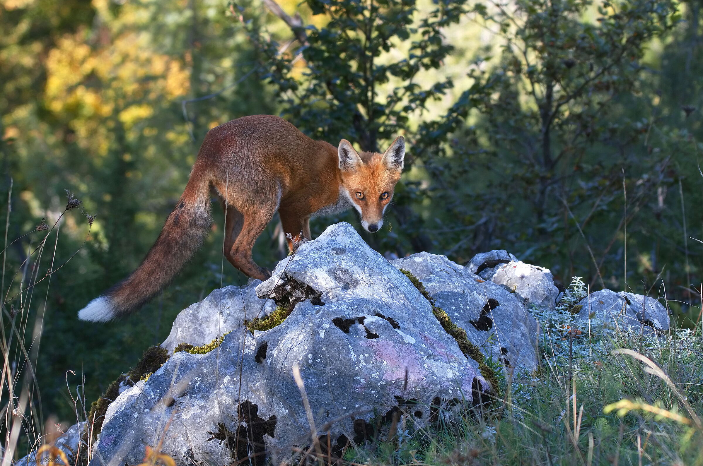 A curious young man
